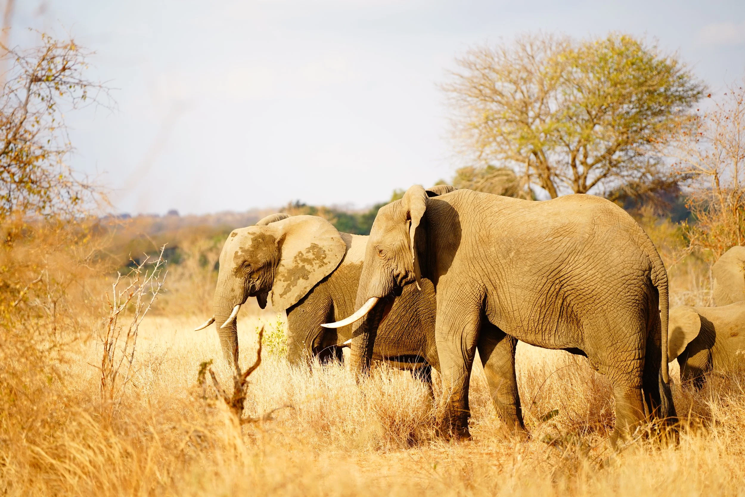 Elephant herd encountered during a guided safari experience in Kruger.