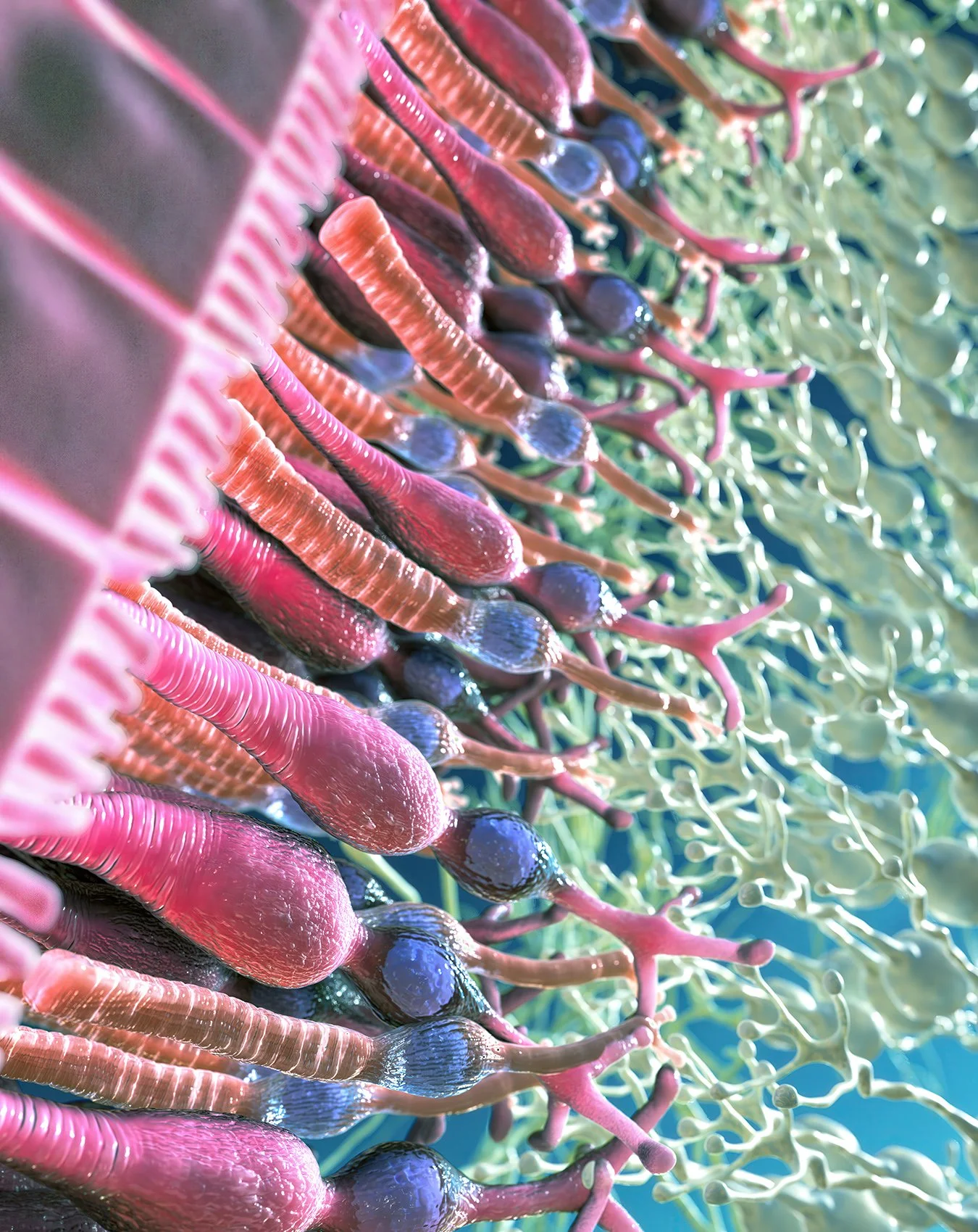 closeup ,f depicting retina cells in a vibrant, abstract style. This science‑inspired piece reveals the layered architecture, light‑sensing structures, and intricate patterns of the eye, transforming microscopic anatomy into dramatic visual st