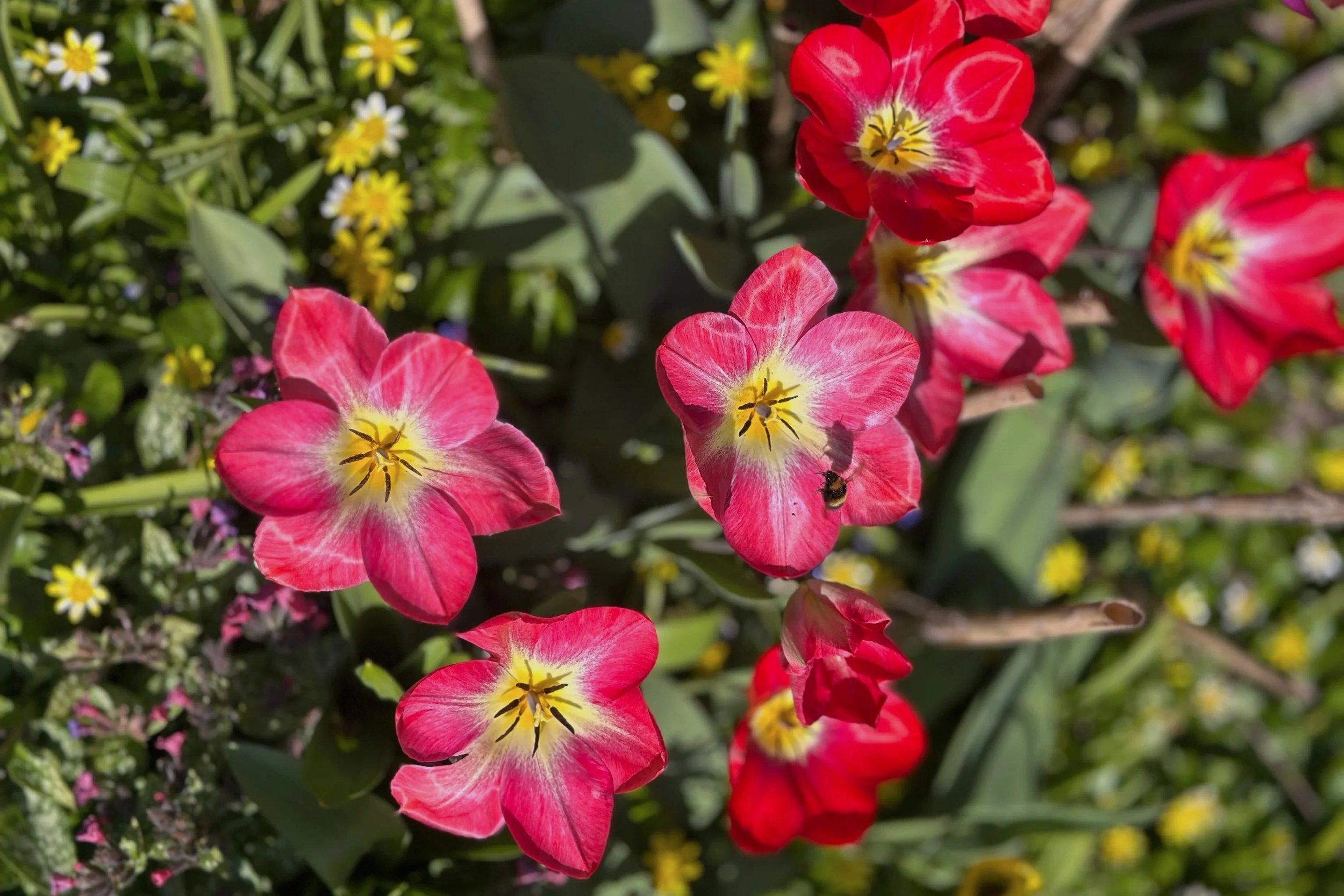 Close-up of pink and yellow tulip flowers with bees on the petals, surrounded by green leaves and other small yellow flowers in the garden.