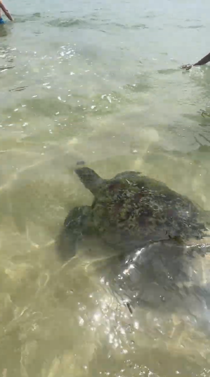 A sea turtle swimming in shallow water near the shore with two people nearby.