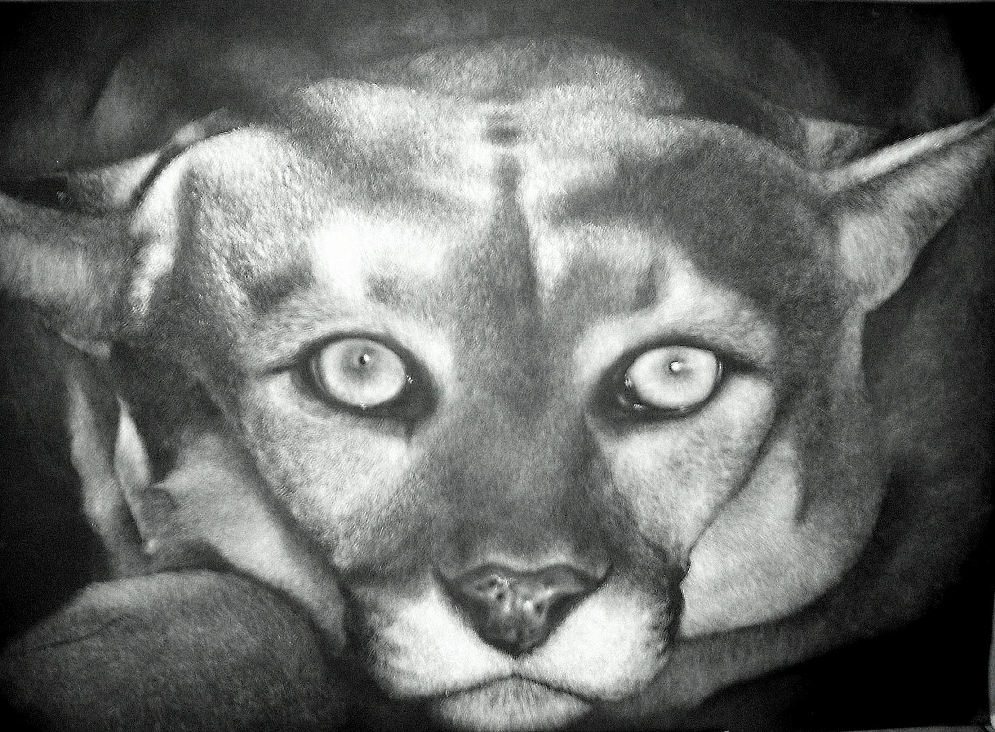 Close-up black and white photo of a husky dog's face with piercing eyes, resting its head on a person's arm.