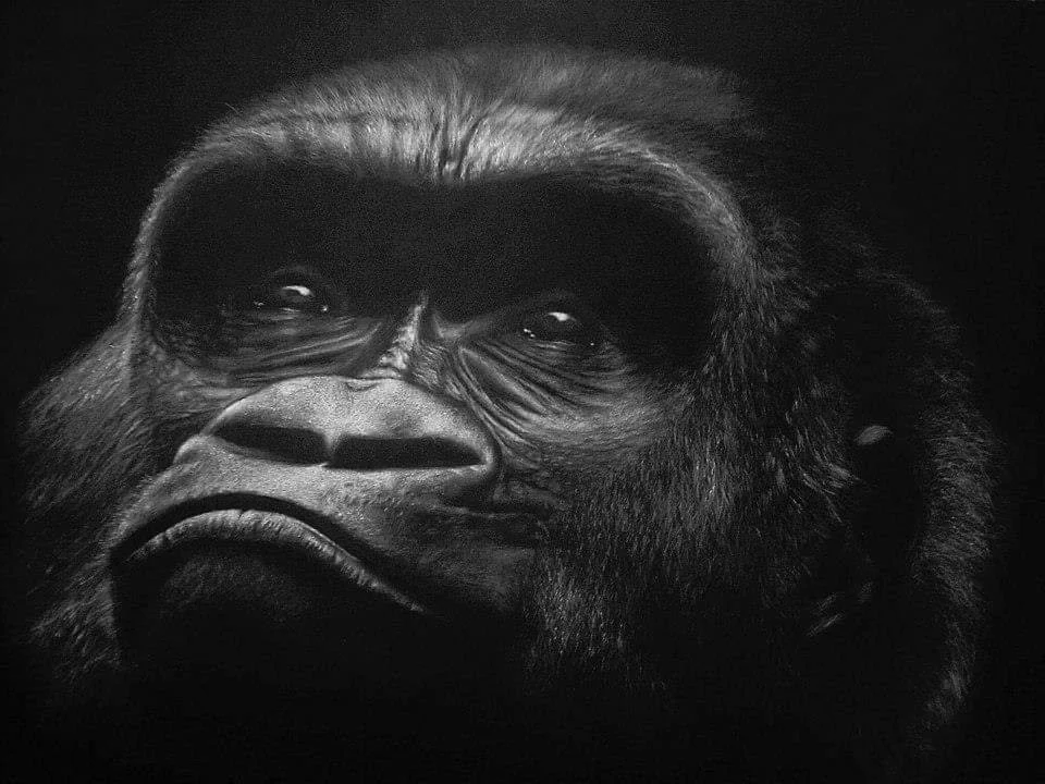 Close-up of a gorilla's face in black and white, highlighting detailed facial features.