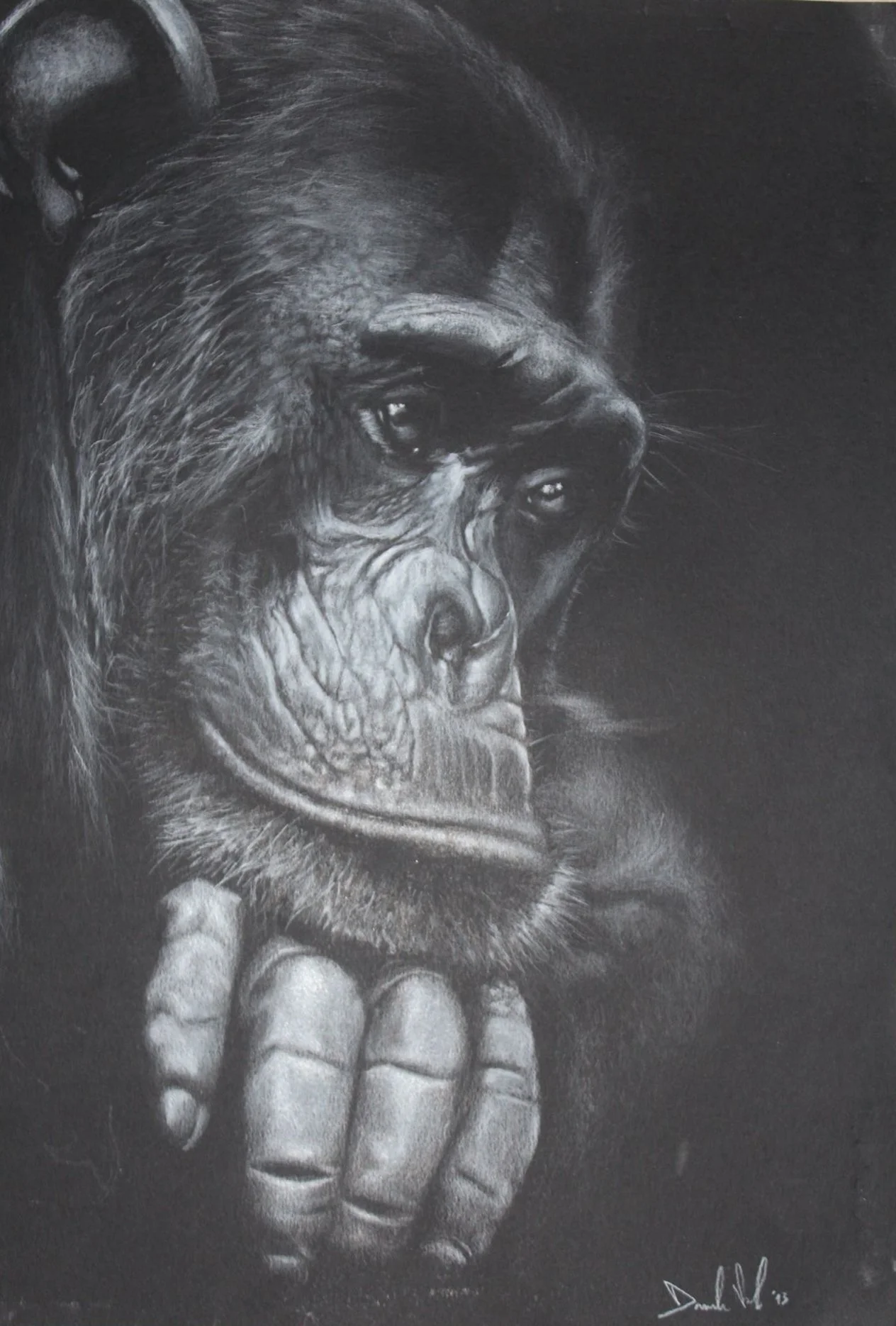 Black and white drawing of a chimpanzee's face resting on its hand, with detailed features and expressive eyes.