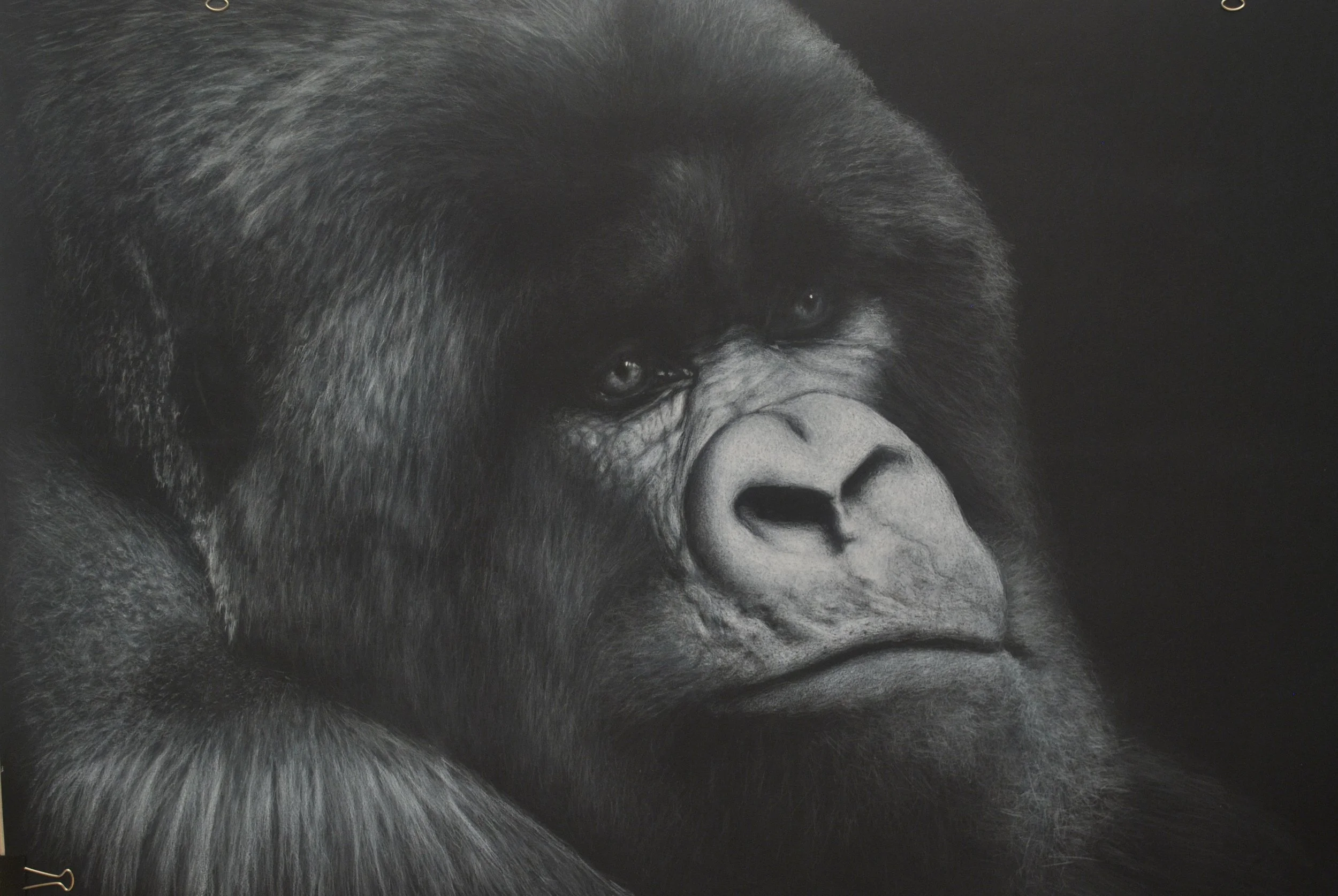 Close-up black-and-white photo of a gorilla's face, showing detailed fur and expressive eyes.