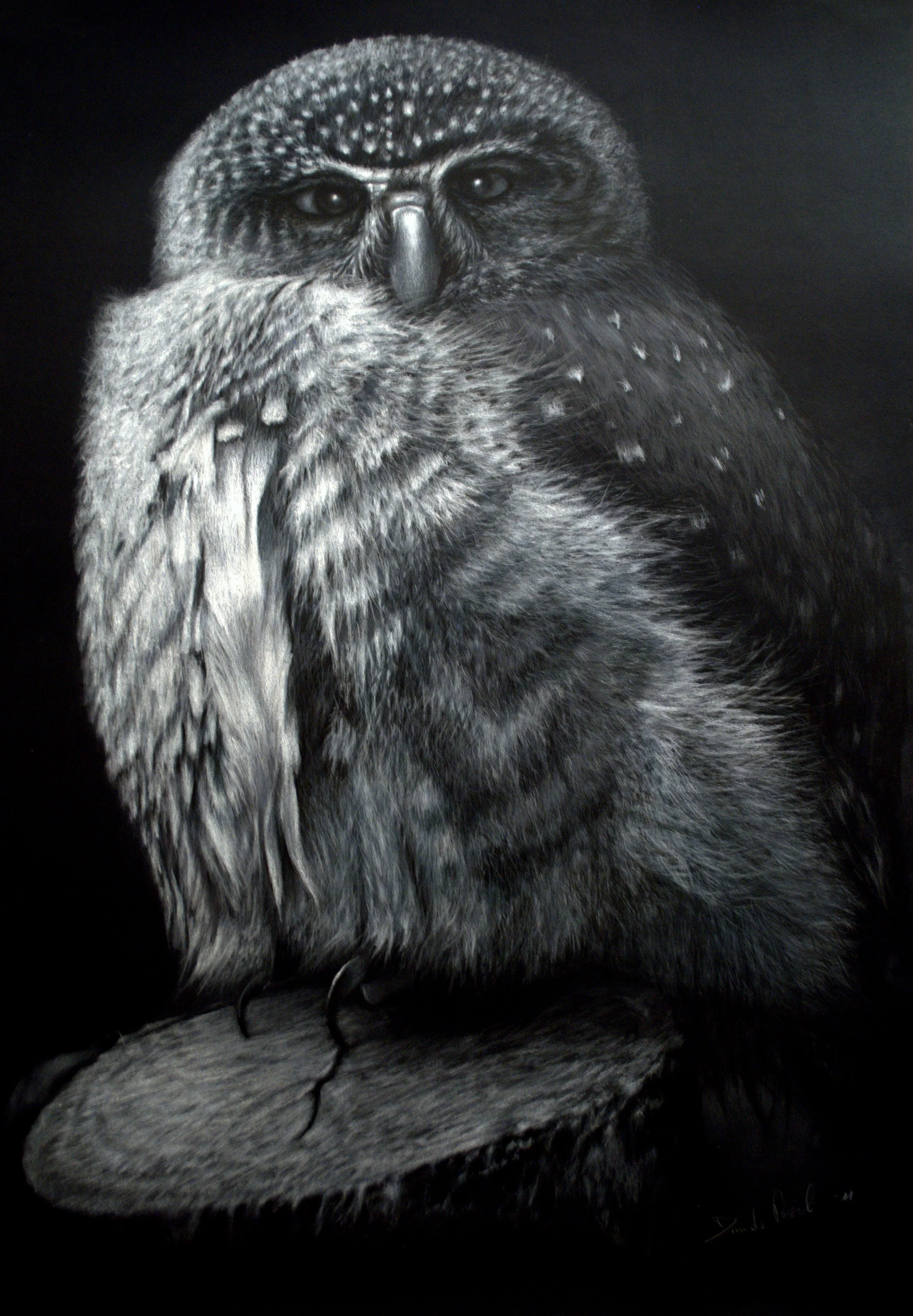Black and white drawing of an owl with detailed feathers, sitting on a branch.