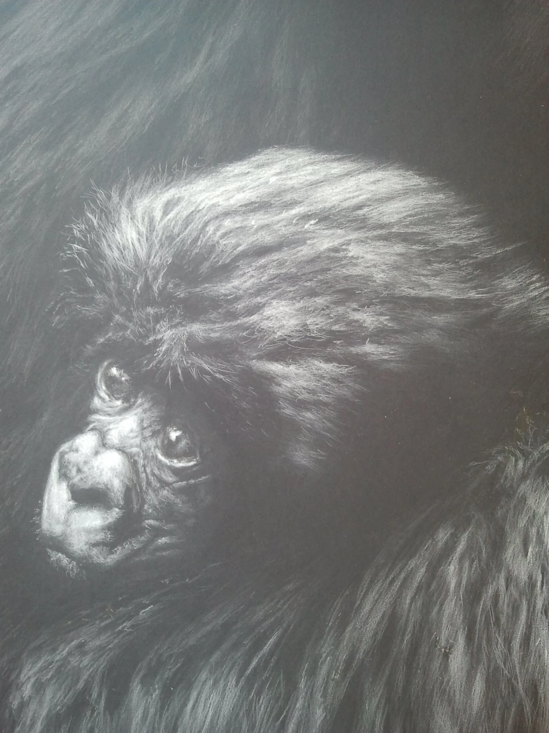 Black and white drawing of a gorilla's face with detailed fur and facial features.
