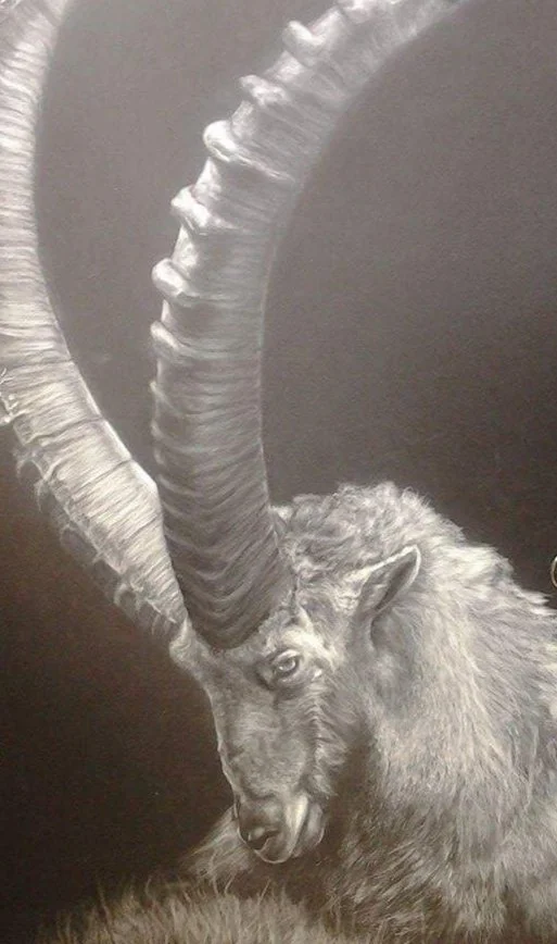 Black and white drawing of a mountain goat with long, curved horns.