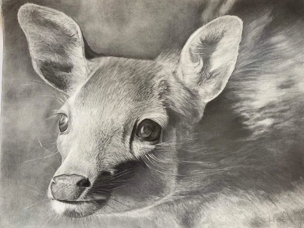 A detailed pencil drawing of a cat with large ears and expressive eyes.