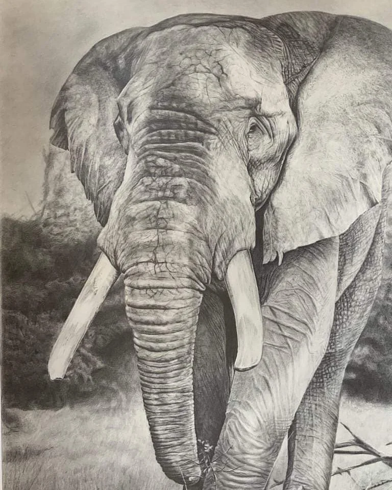 A detailed black and white pencil drawing of an elephant, showing its large ears, long trunk, tusks, and textured skin.
