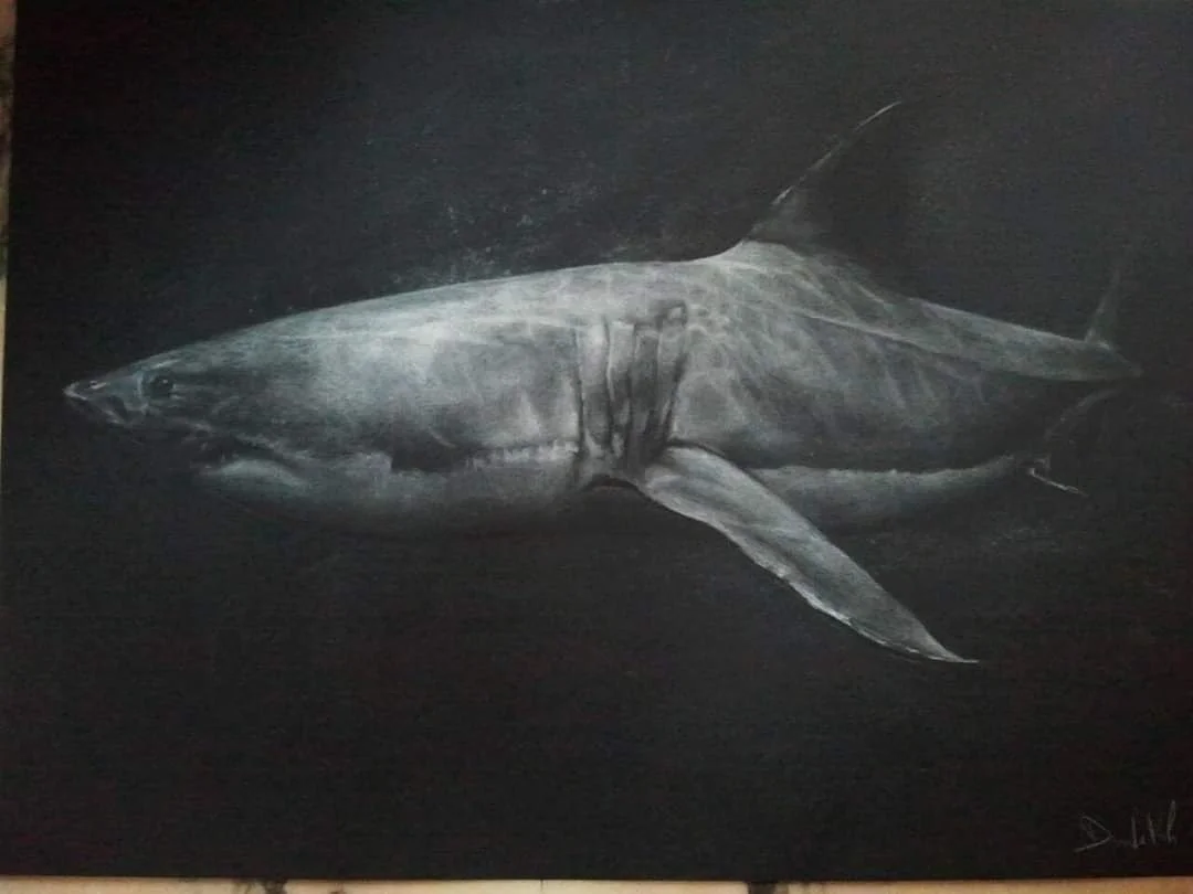 A realistic charcoal drawing of a great white shark swimming in the dark ocean.