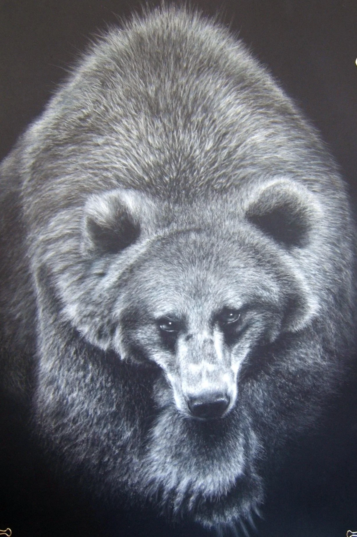 Black and white drawing of a large bear with a focused face.