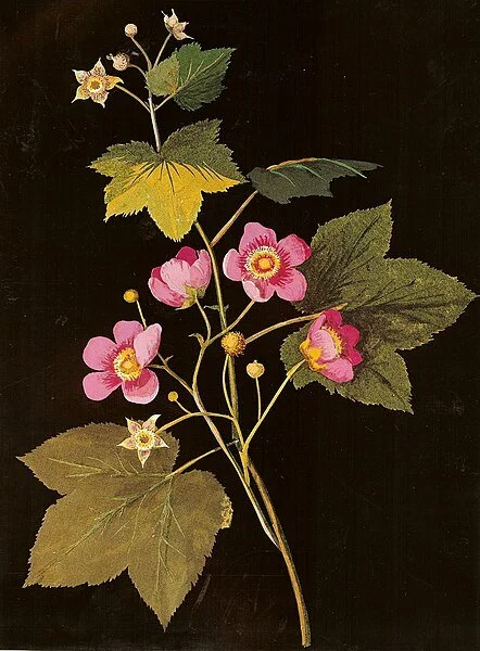 Mary Delany Rubus odoratus flowering raspberry paper collage