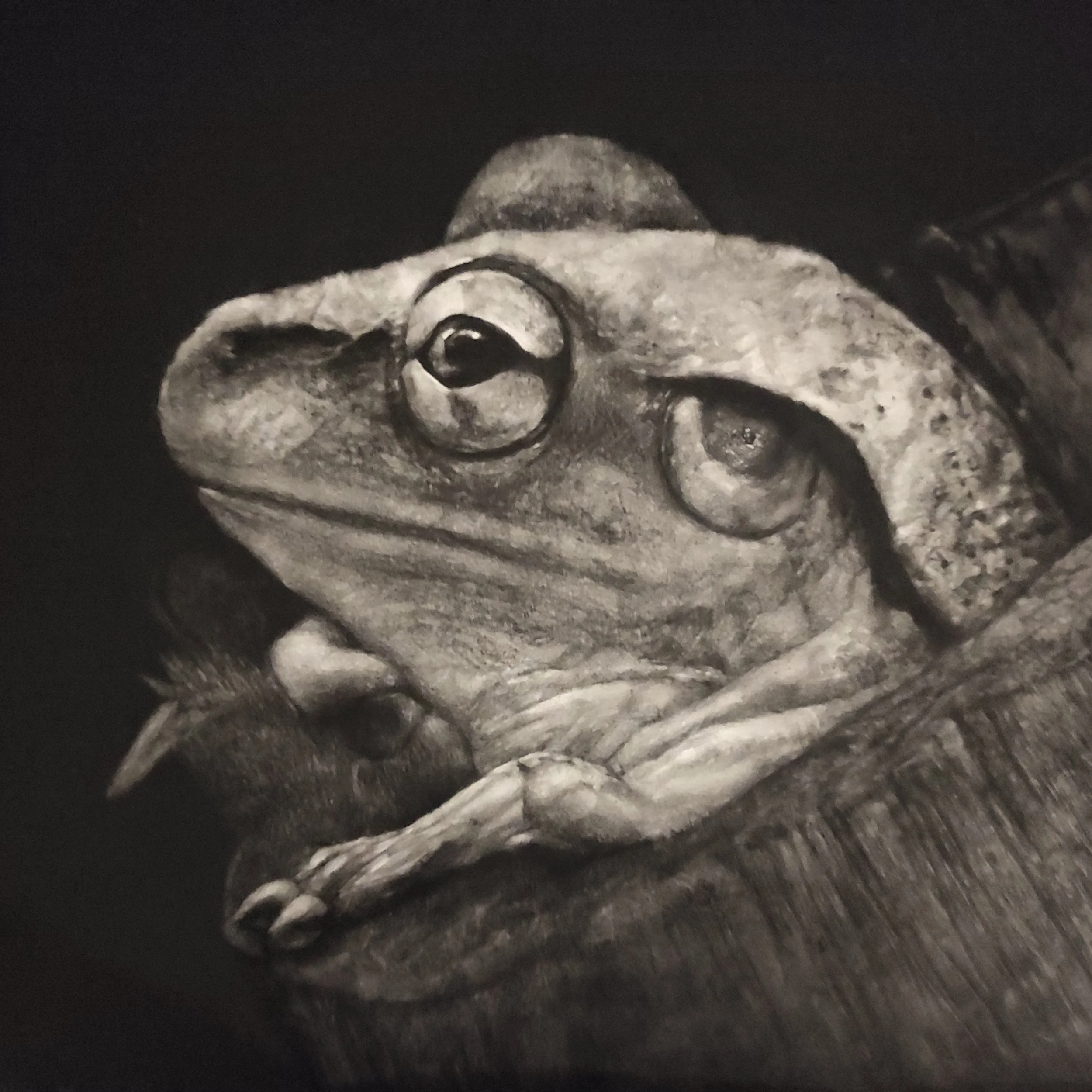 Close-up of a frog with large eyes, resting on a branch, in black and white.
