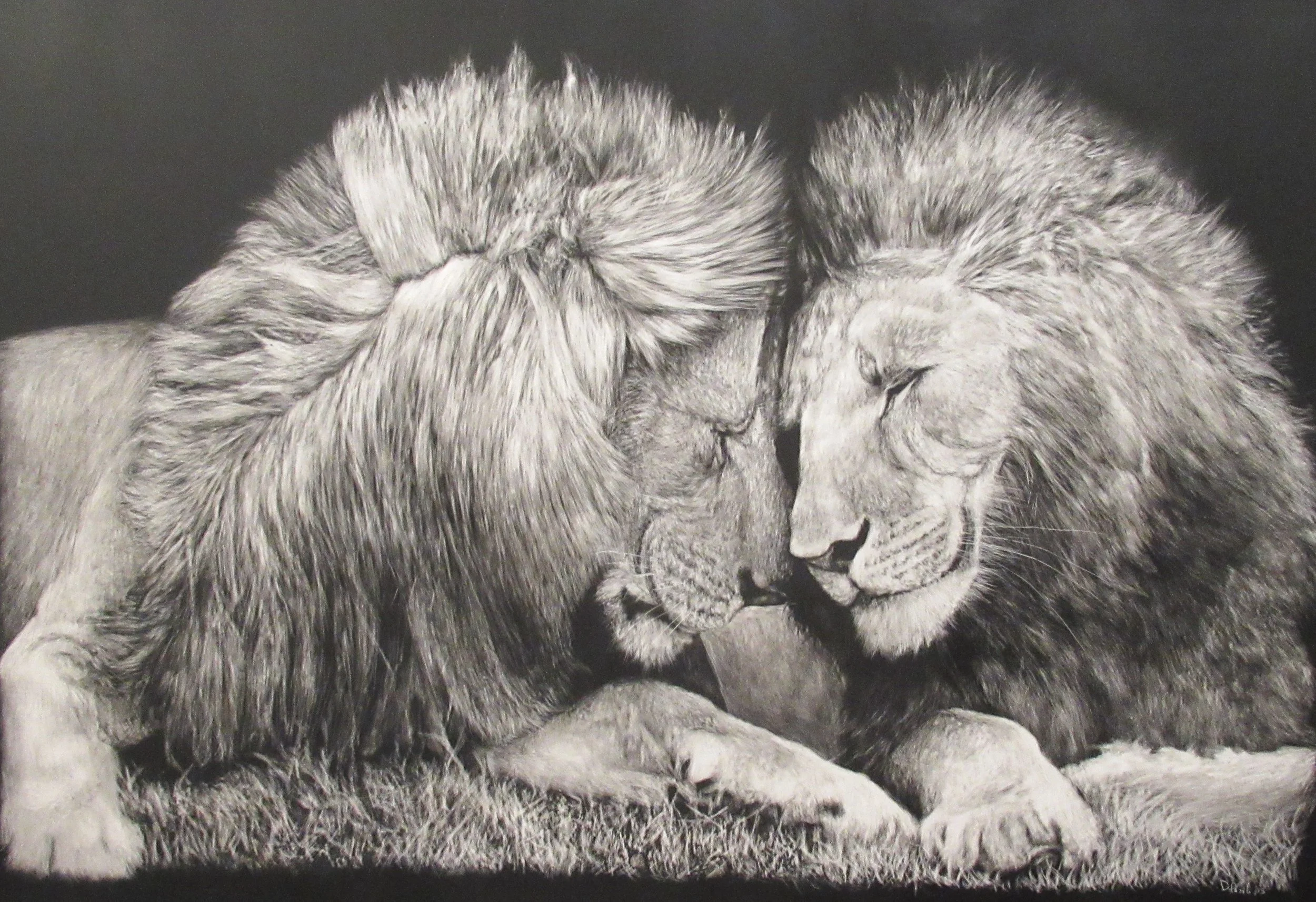 A detailed pencil drawing of two lions, one male and one female, touching foreheads and close together on a grassy surface.