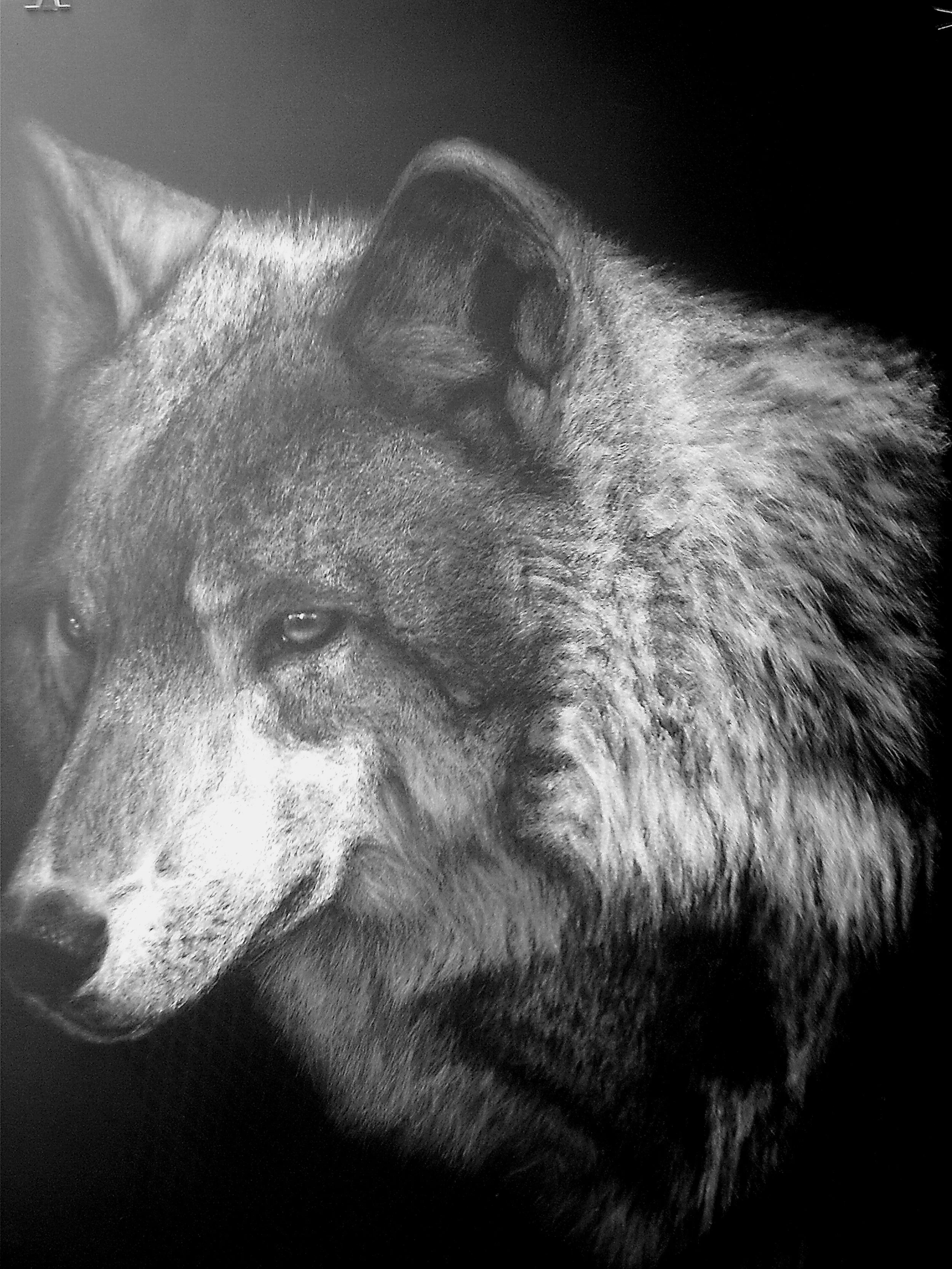 Black and white drawing of a wolf's face in profile, showing detailed fur and intense eye.