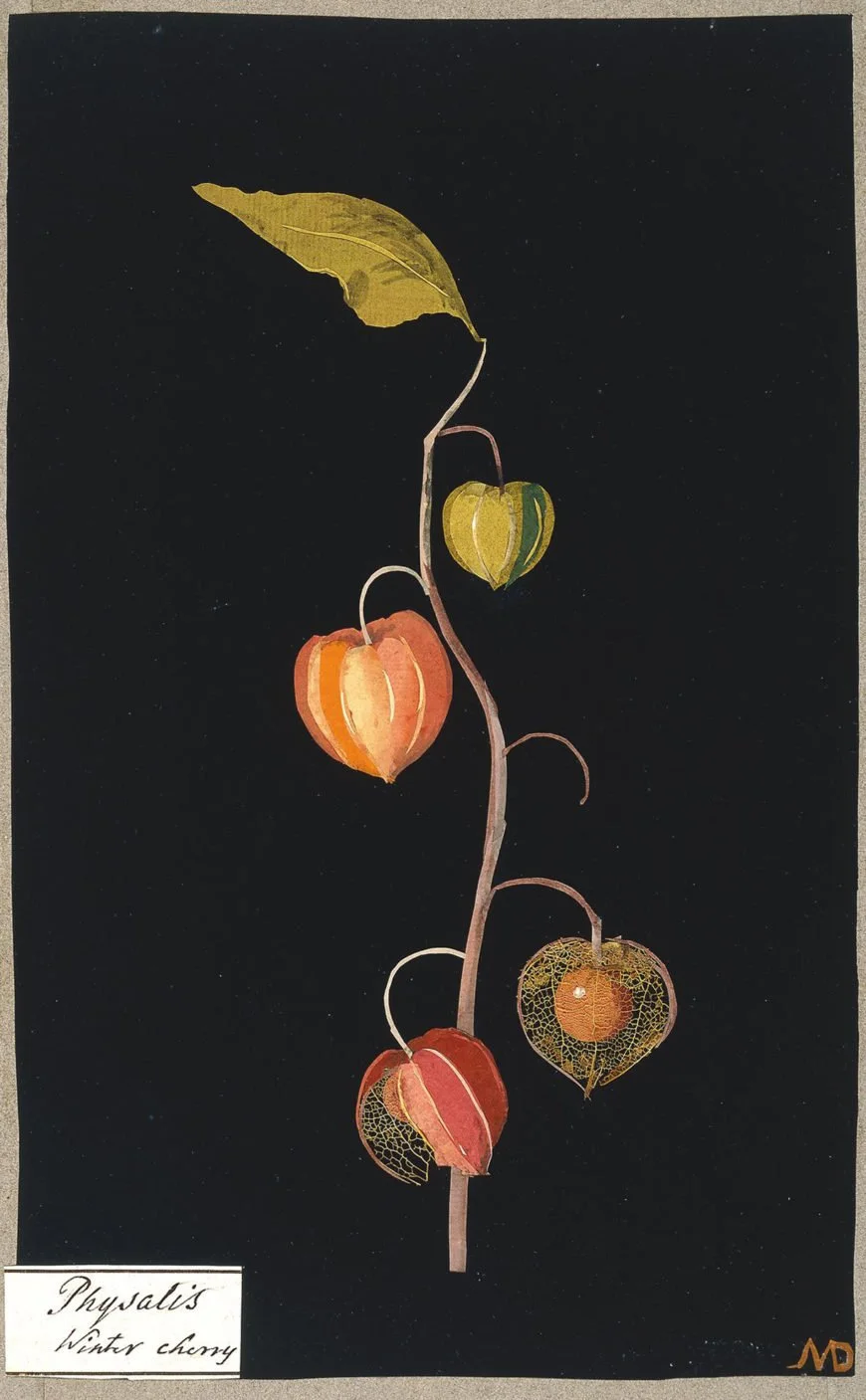 Mary Delany Physalis Chinese lantern paper collage art