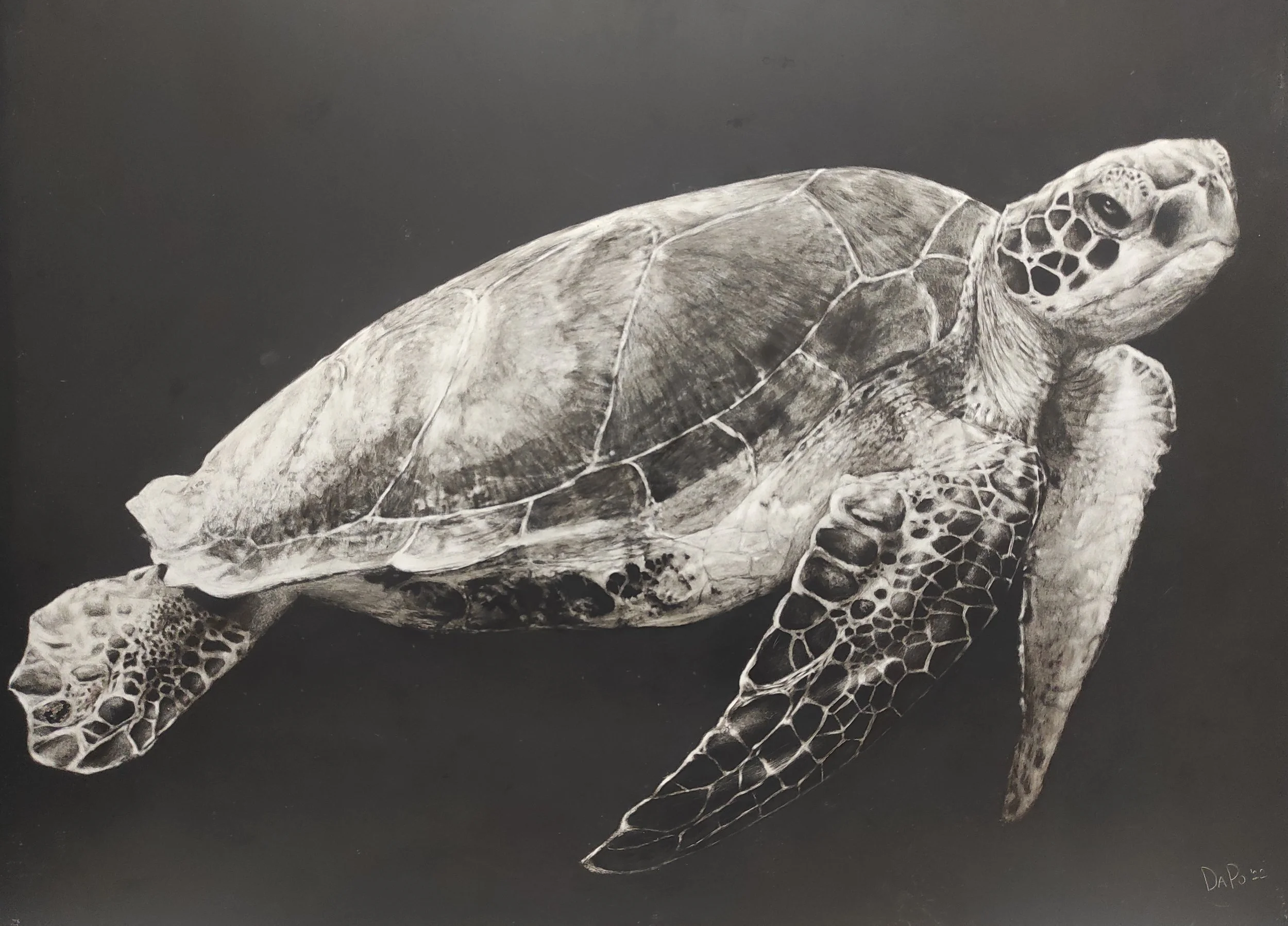 Black and white drawing of a sea turtle swimming in the water.