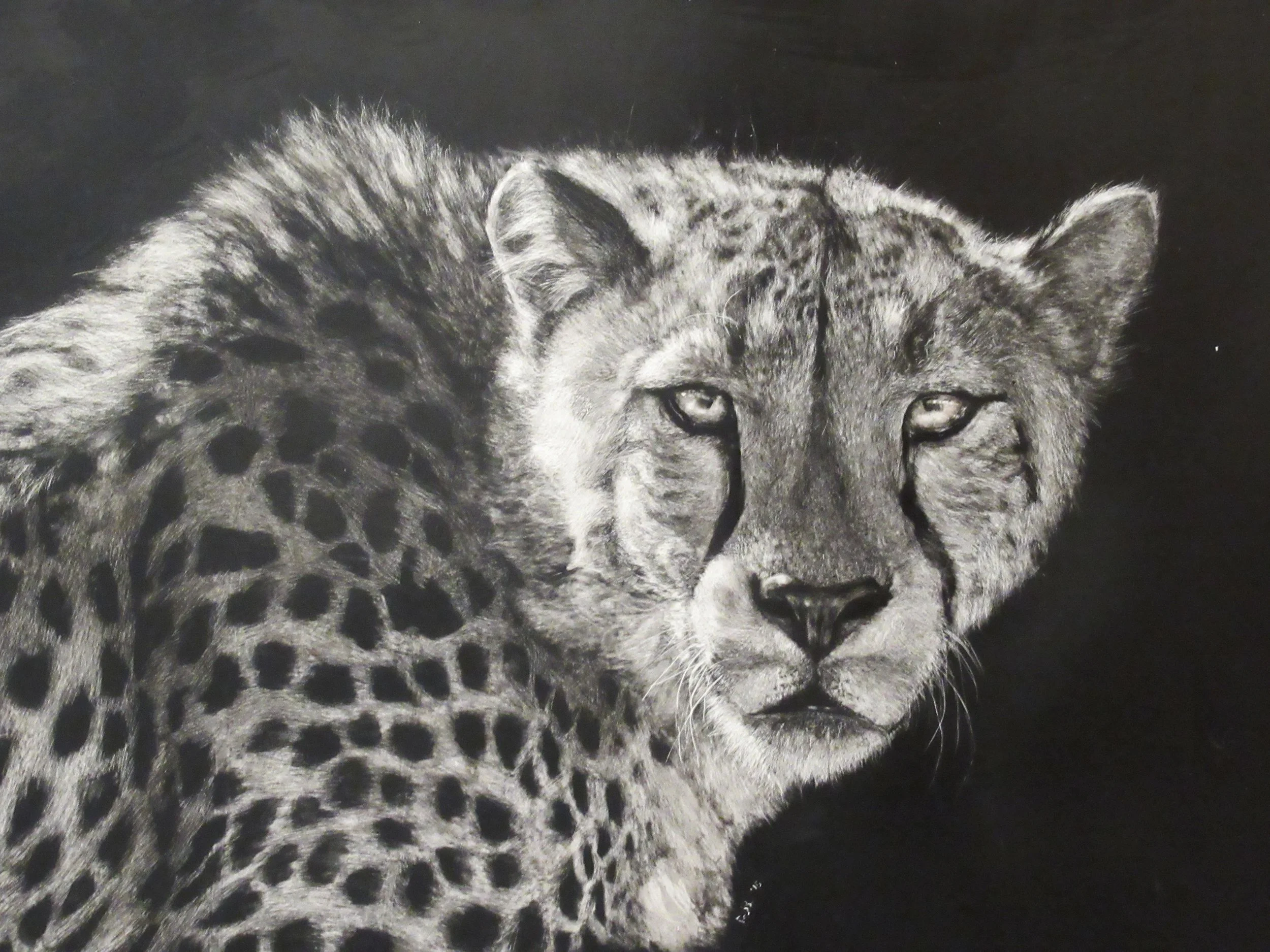 A black and white drawing of a cheetah with piercing eyes and detailed fur, set against a plain dark background.