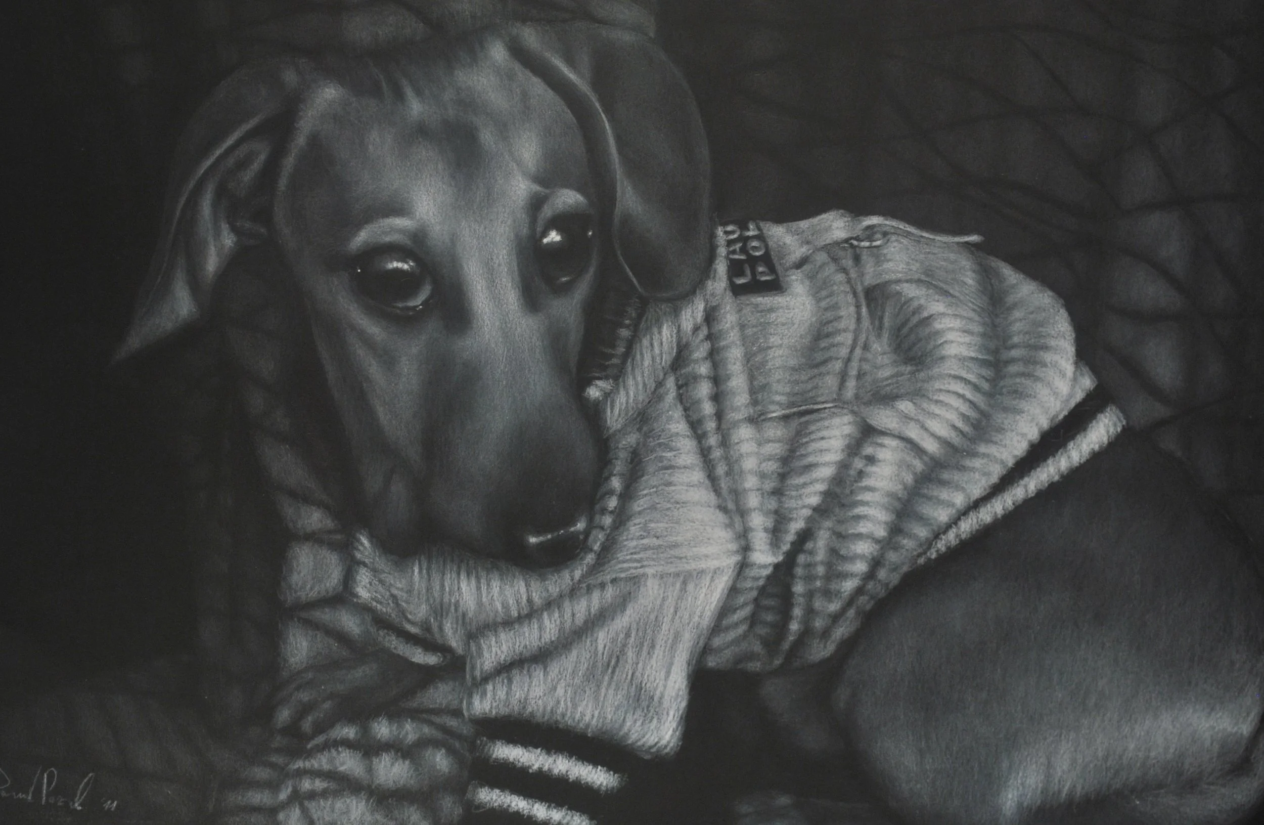 A detailed black and white drawing of a dog lying on a quilted blanket, wearing a striped sweater and a collar with a label.