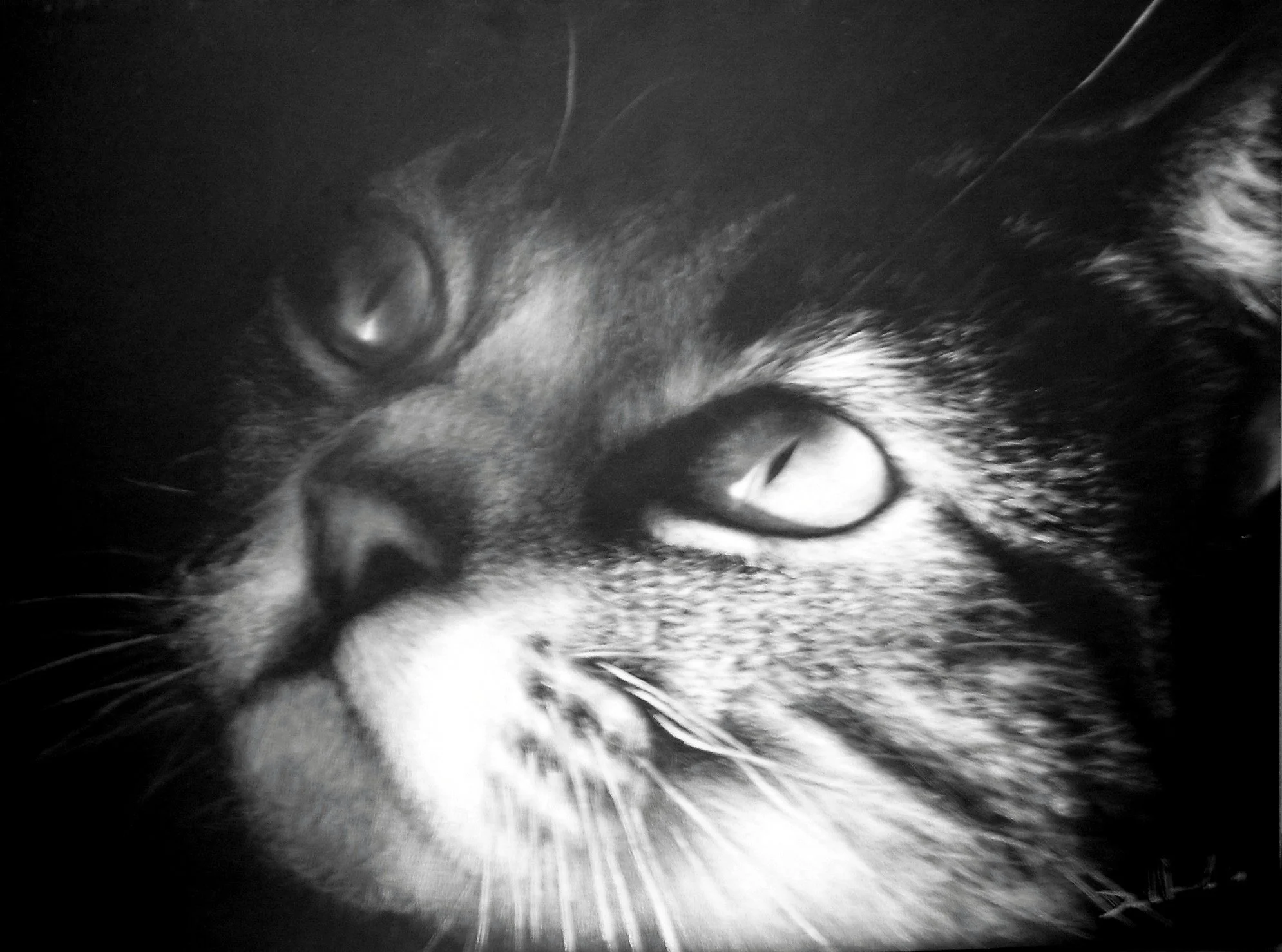 Close-up of a cat's face, black and white photo showing one eye, nose, and whiskers.