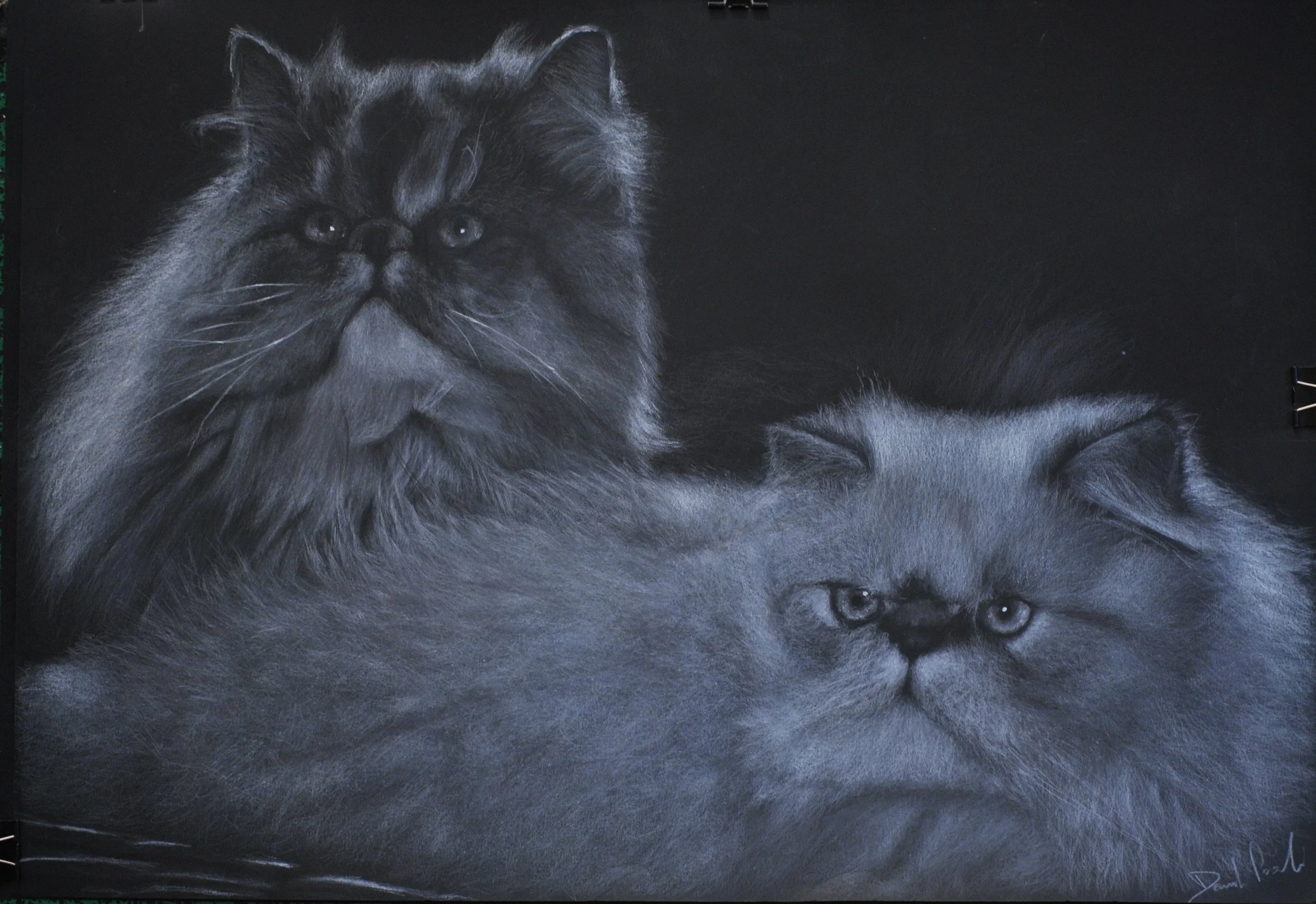 Black and white drawing of a Persian cat and a long-haired cat, both with expressive faces and detailed fur.
