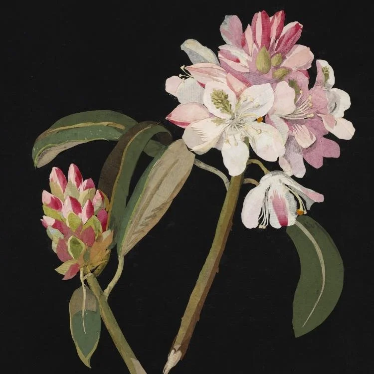 Mary Delany Rhododendron Maximum paper collage botanical art