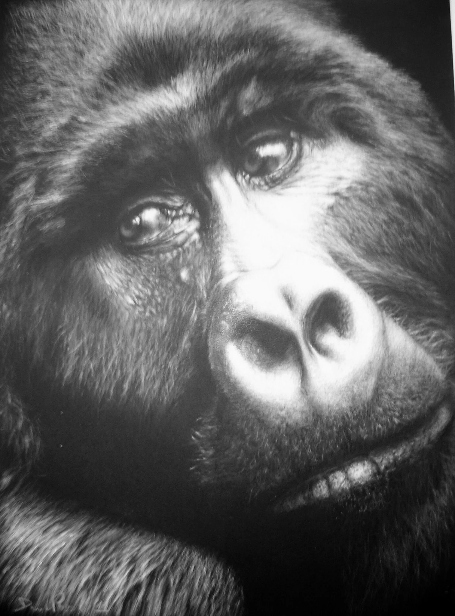 Close-up of a bear's face in black and white, showing its detailed fur, eyes, nose, and mouth.