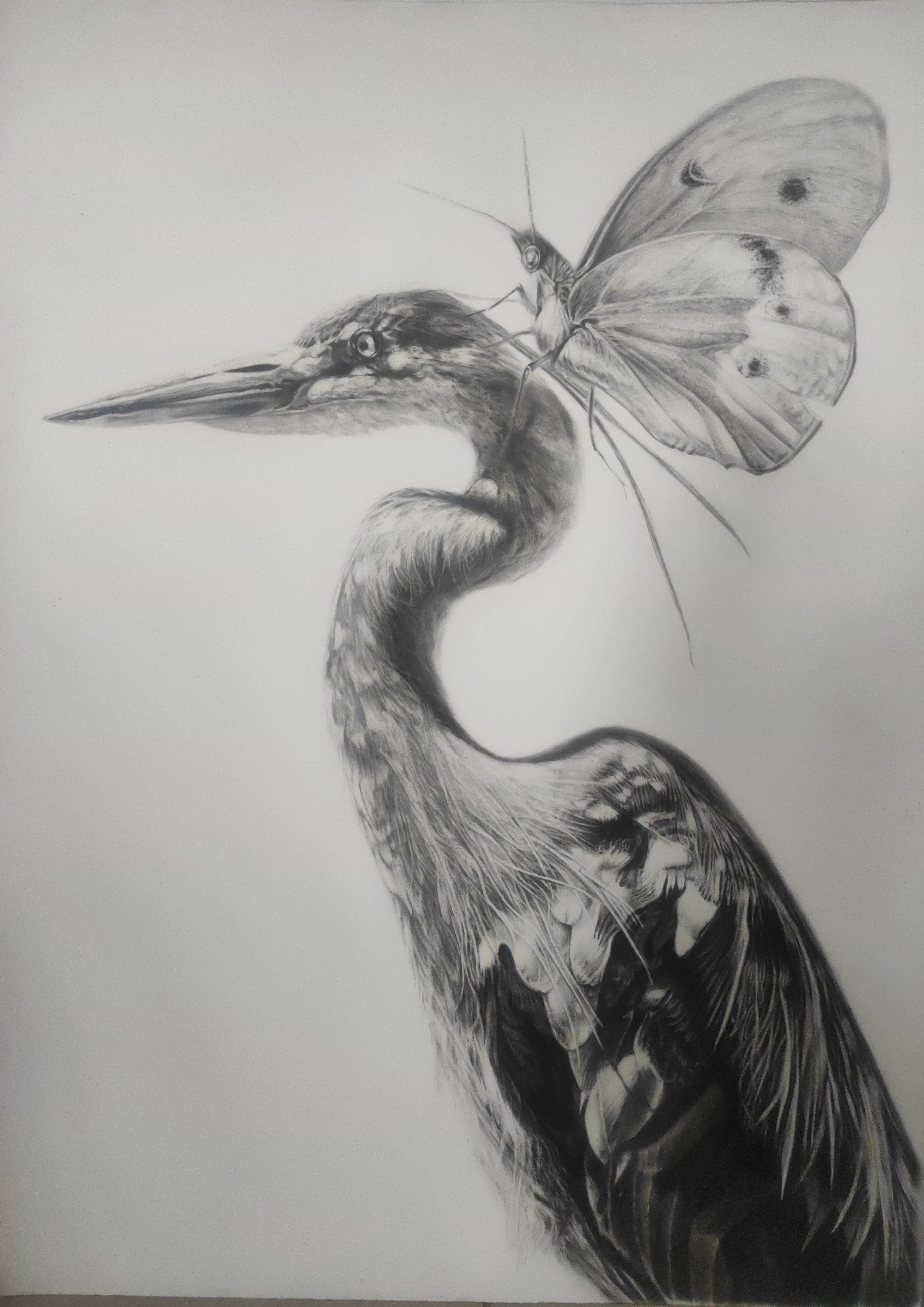 Heron with butterfly