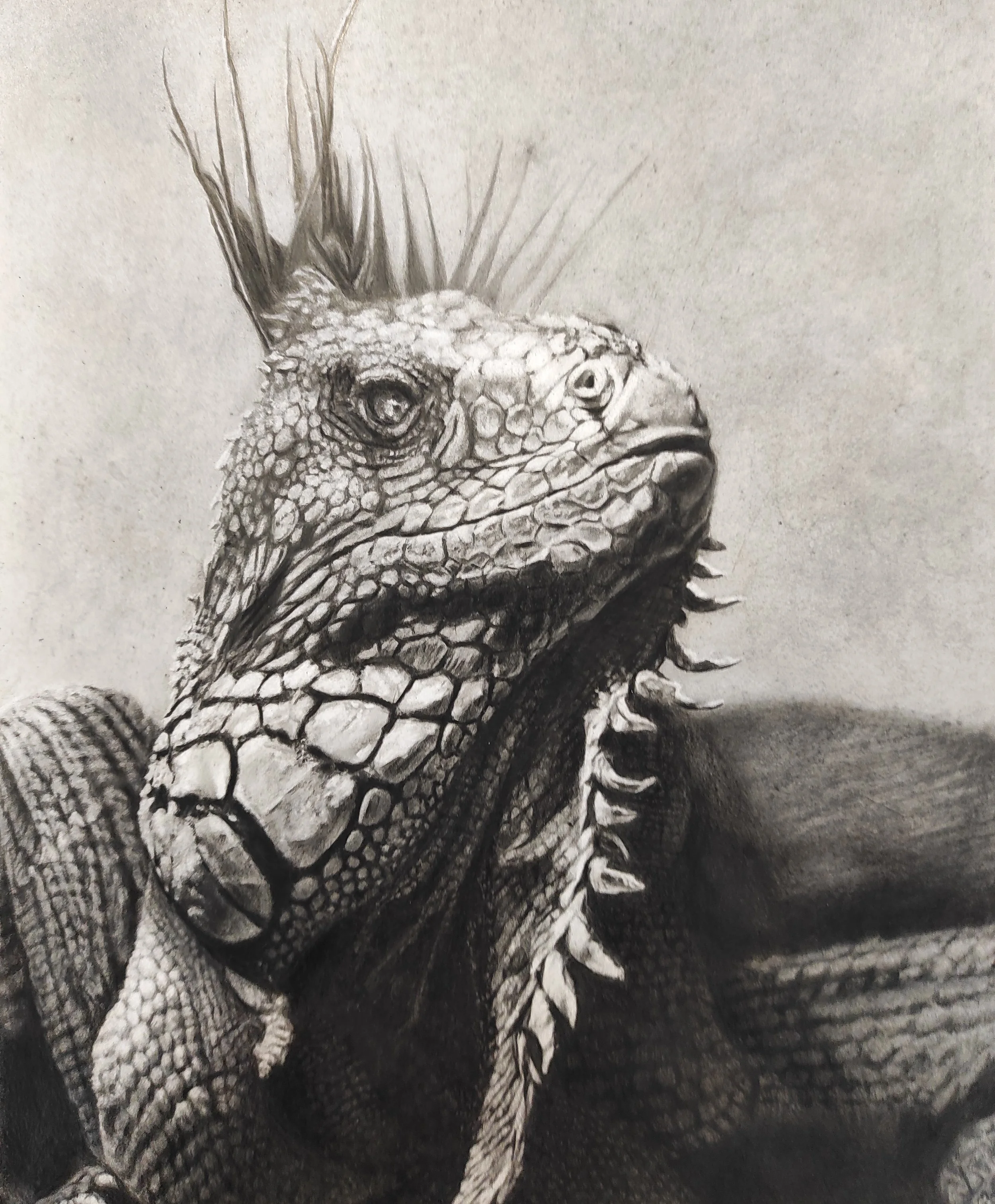 A detailed black and white drawing of an iguana with textured scales, a prominent crest, and a calm expression.