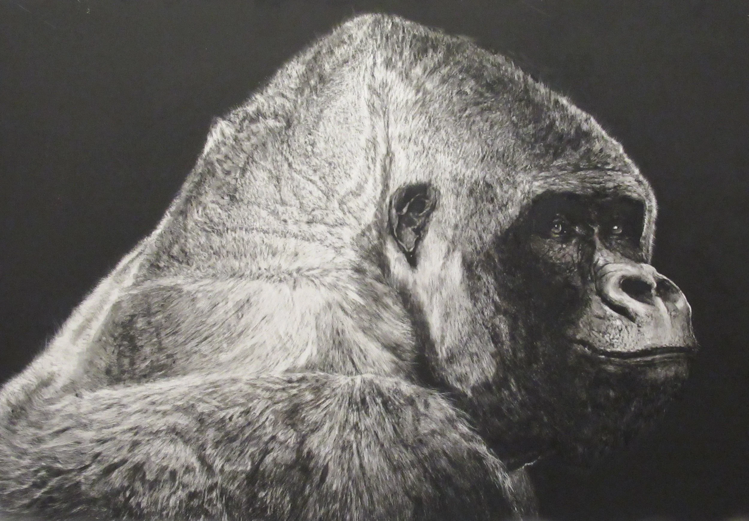 A black and white close-up of a gorilla's face in profile view.