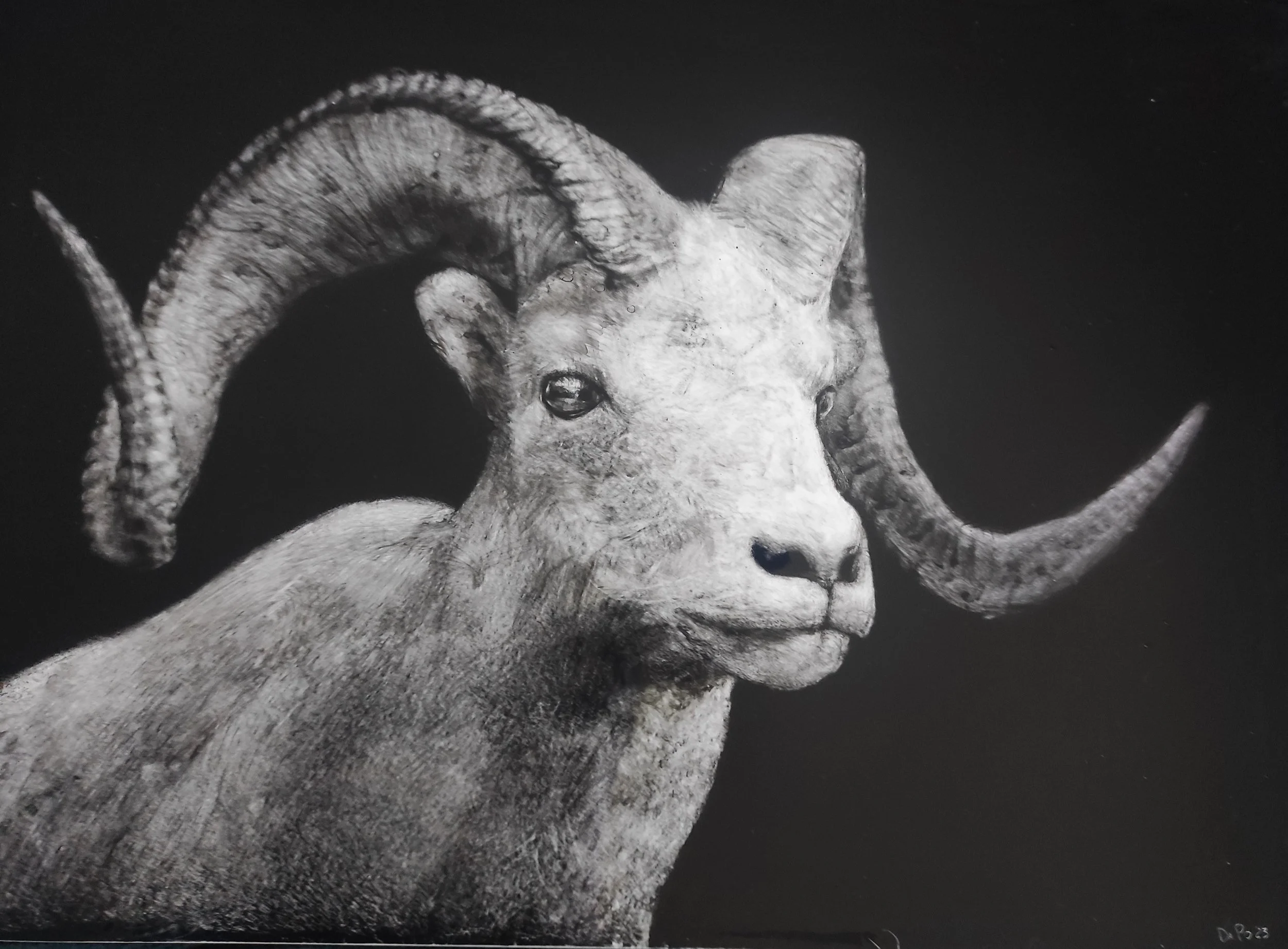 Black and white photo of a mountain goat with large, curved horns against a dark background.
