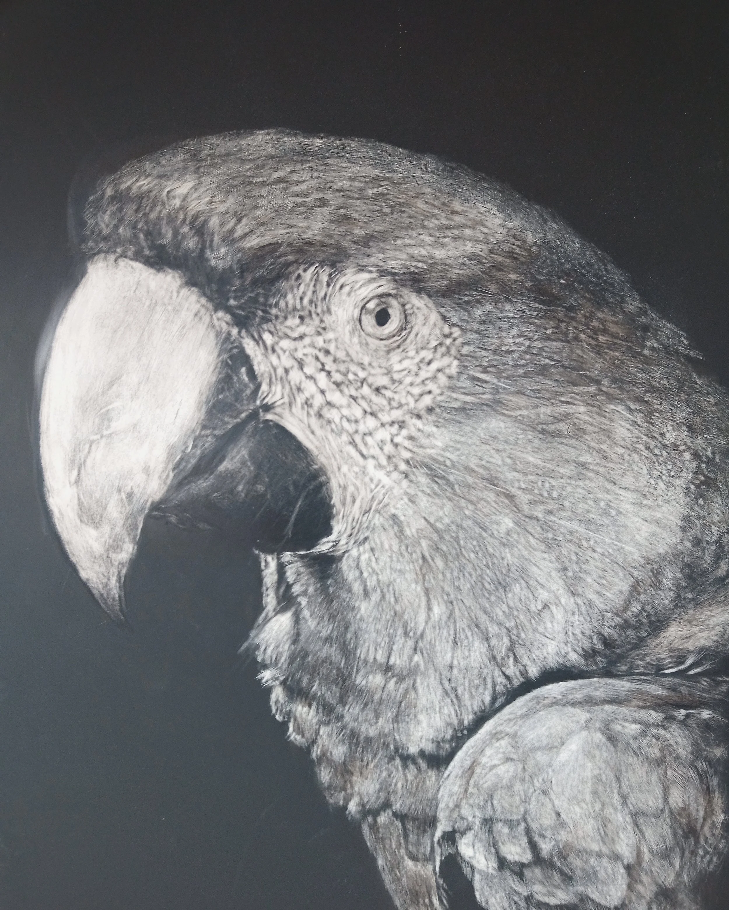 A detailed black and white drawing of a parrot with a large beak and textured feathers.
