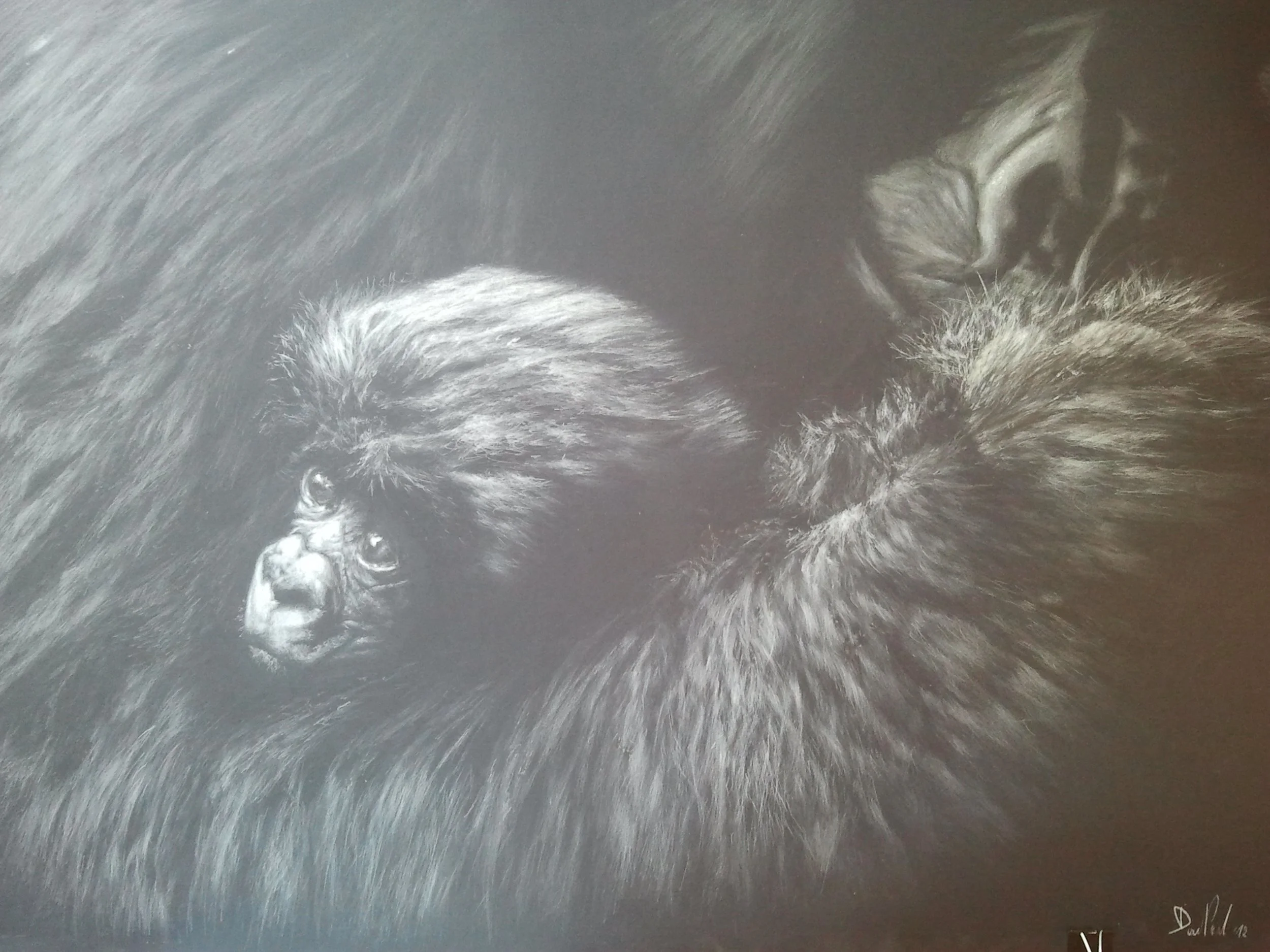 A detailed monochrome illustration of a gorilla lying on its back with its head tilted and looking towards the viewer, surrounded by thick fur.
