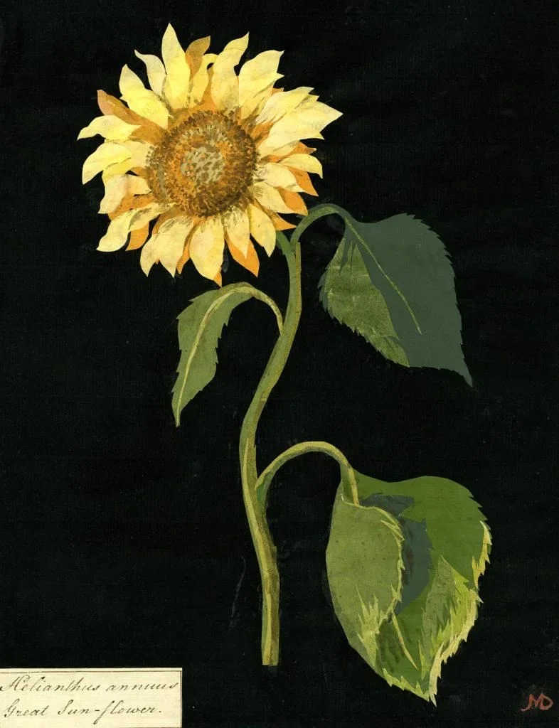 Mary Delany sunflower paper collage botanical depiction