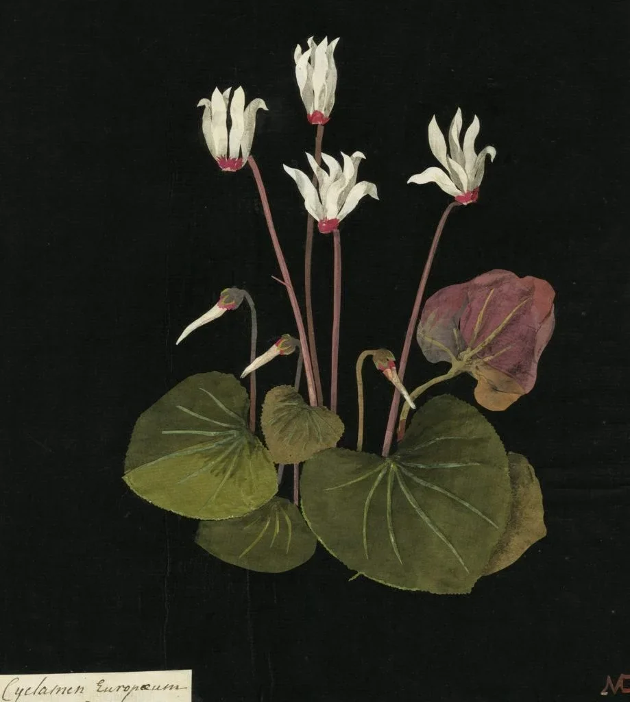 Mary Delany Cyclamen Europaeum paper collage botanical