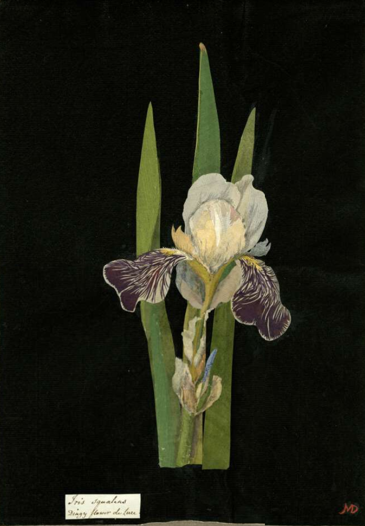 Mary Delany iris paper collage floral art
