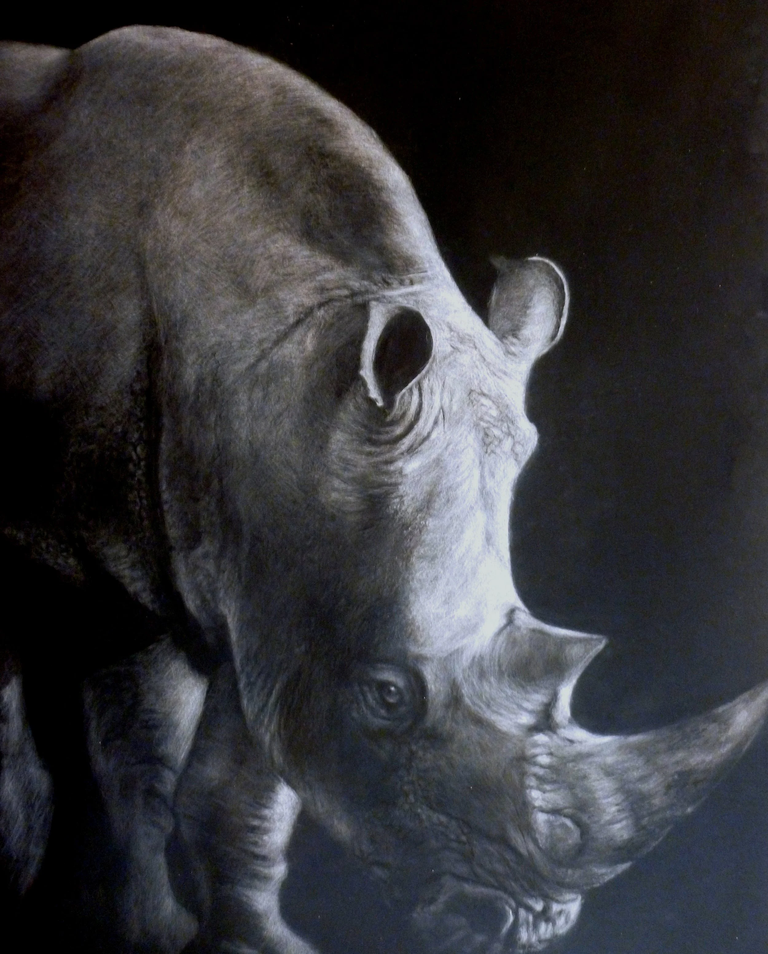 A monochrome drawing of a baby rhinoceros on a black background.