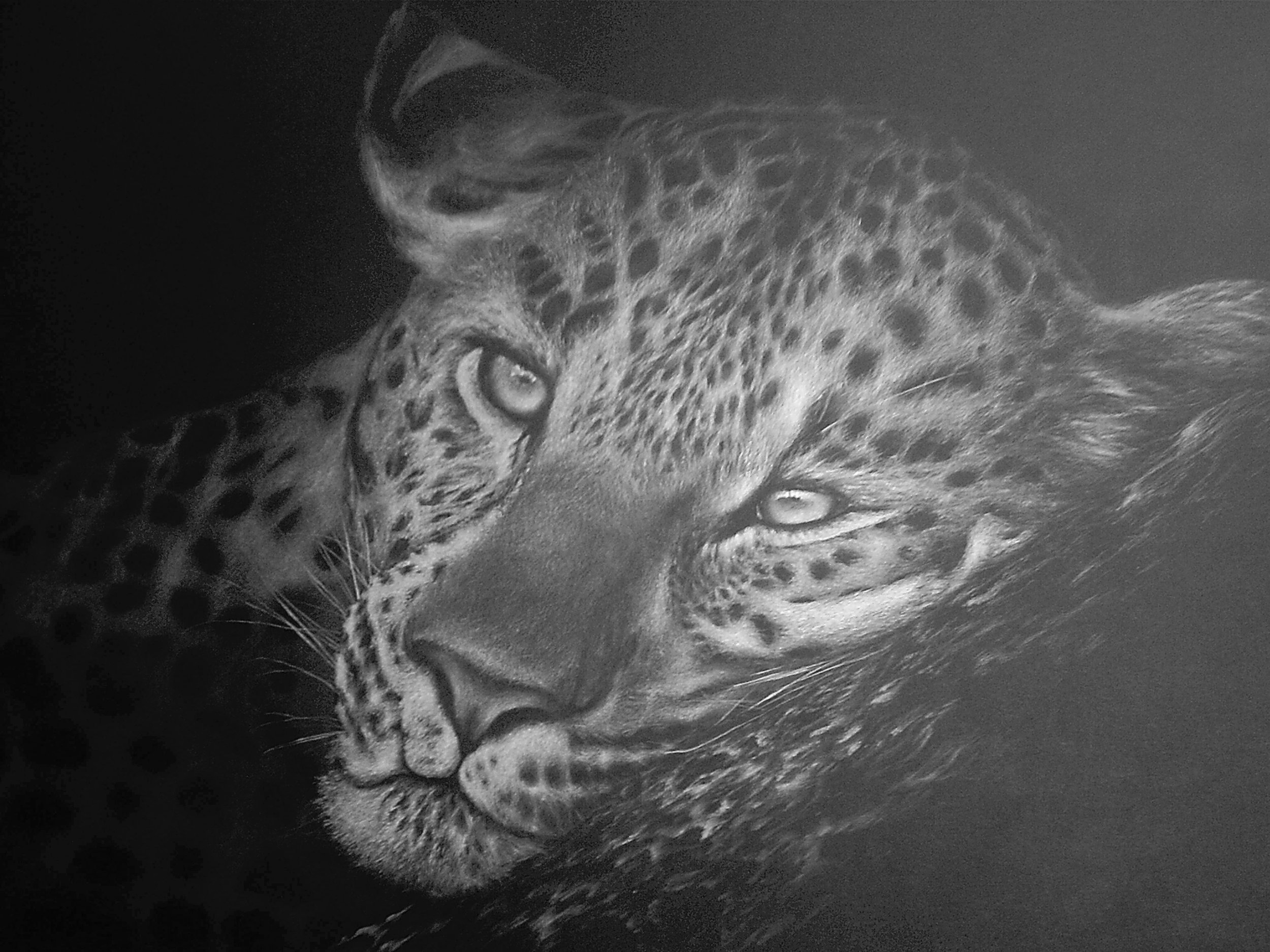 Black and white photograph of a leopard's face, with piercing eyes and detailed fur pattern, looking to the side.