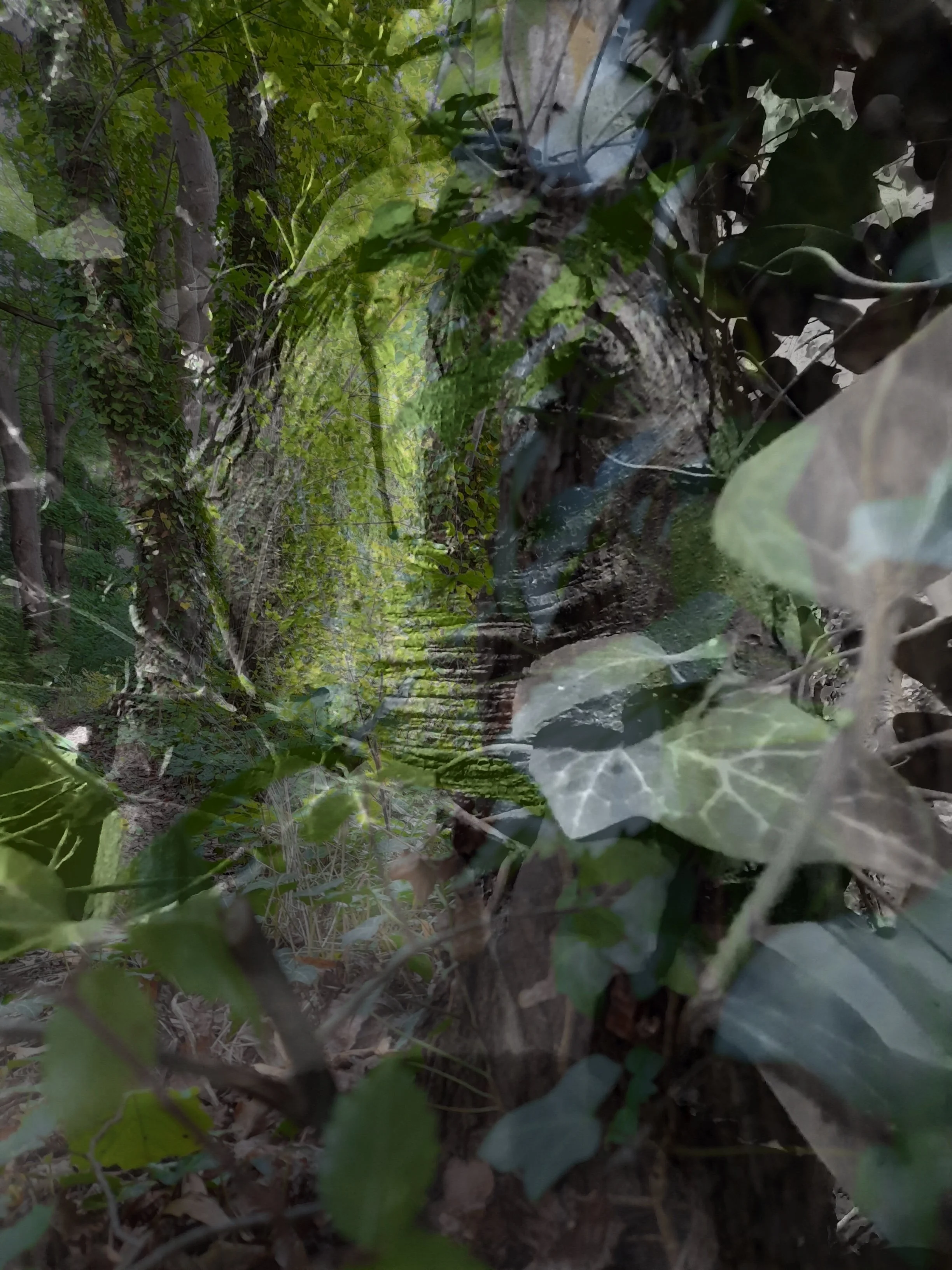 Close-up of dense green foliage and tree branches in a forest or garden setting.