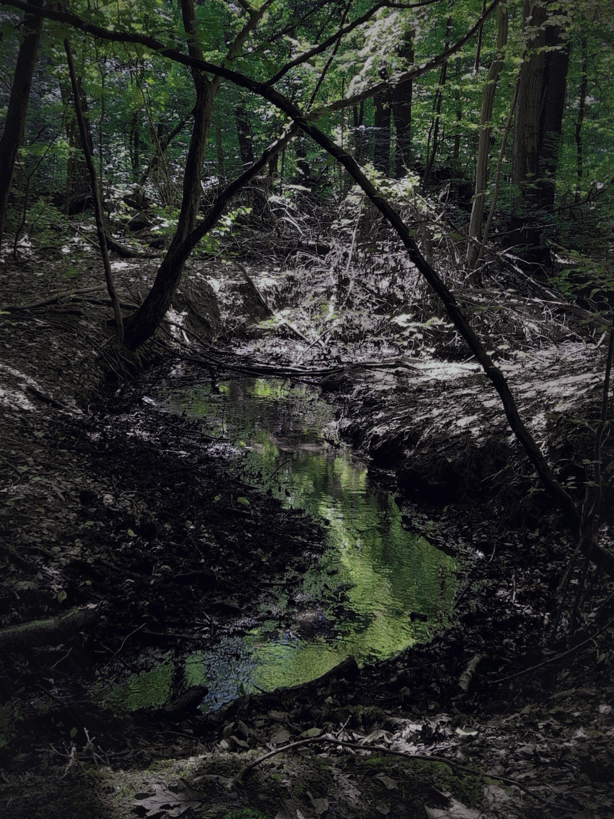 A dense forest scene with tall trees and green foliage, a small stream running through the underbrush, and branches arching overhead.