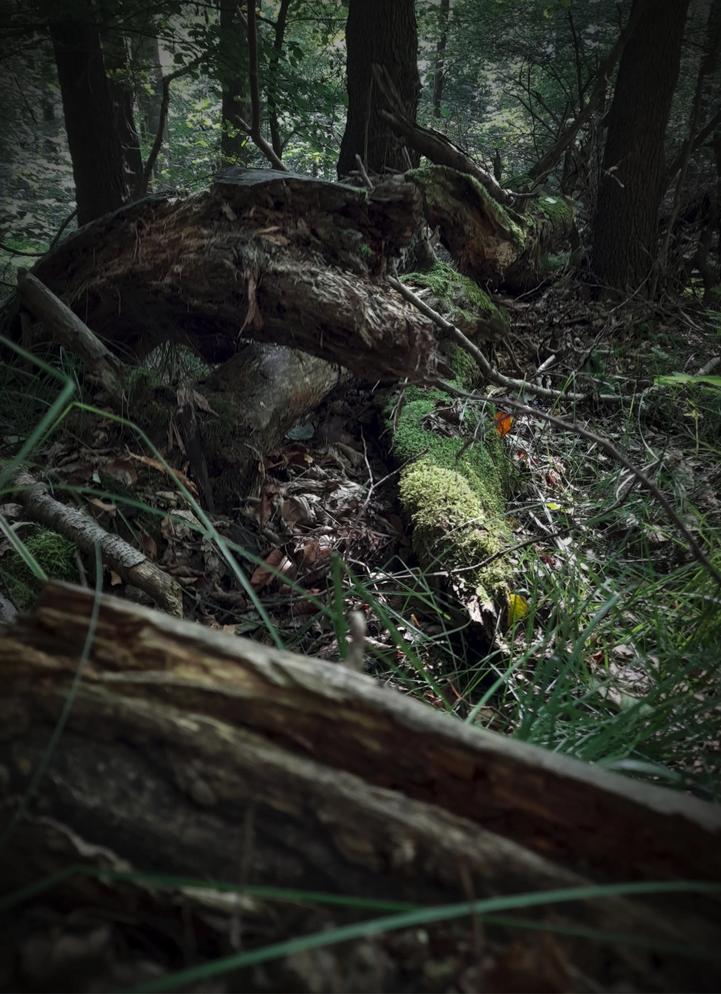 A dense forest floor with fallen logs covered in moss, surrounded by trees and underbrush, with some sunlight filtering through the foliage.