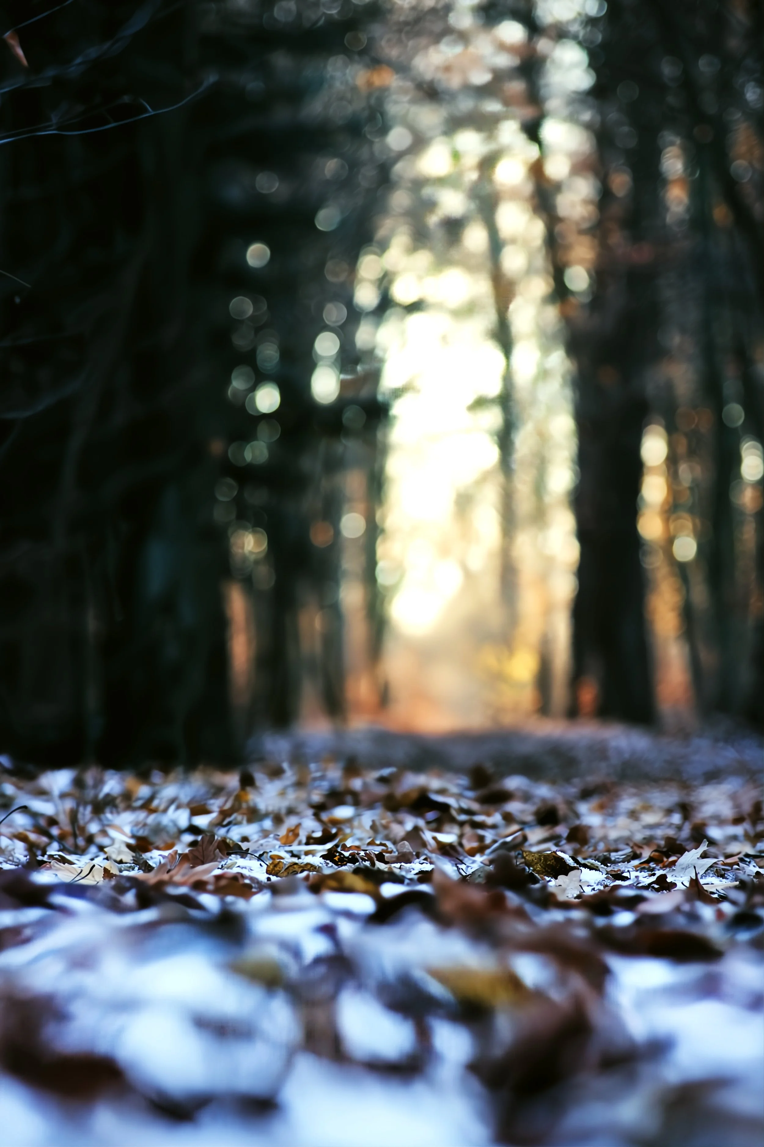 Blurred image of a forest pathway covered with fallen leaves, with sunlight filtering through the trees in the background.