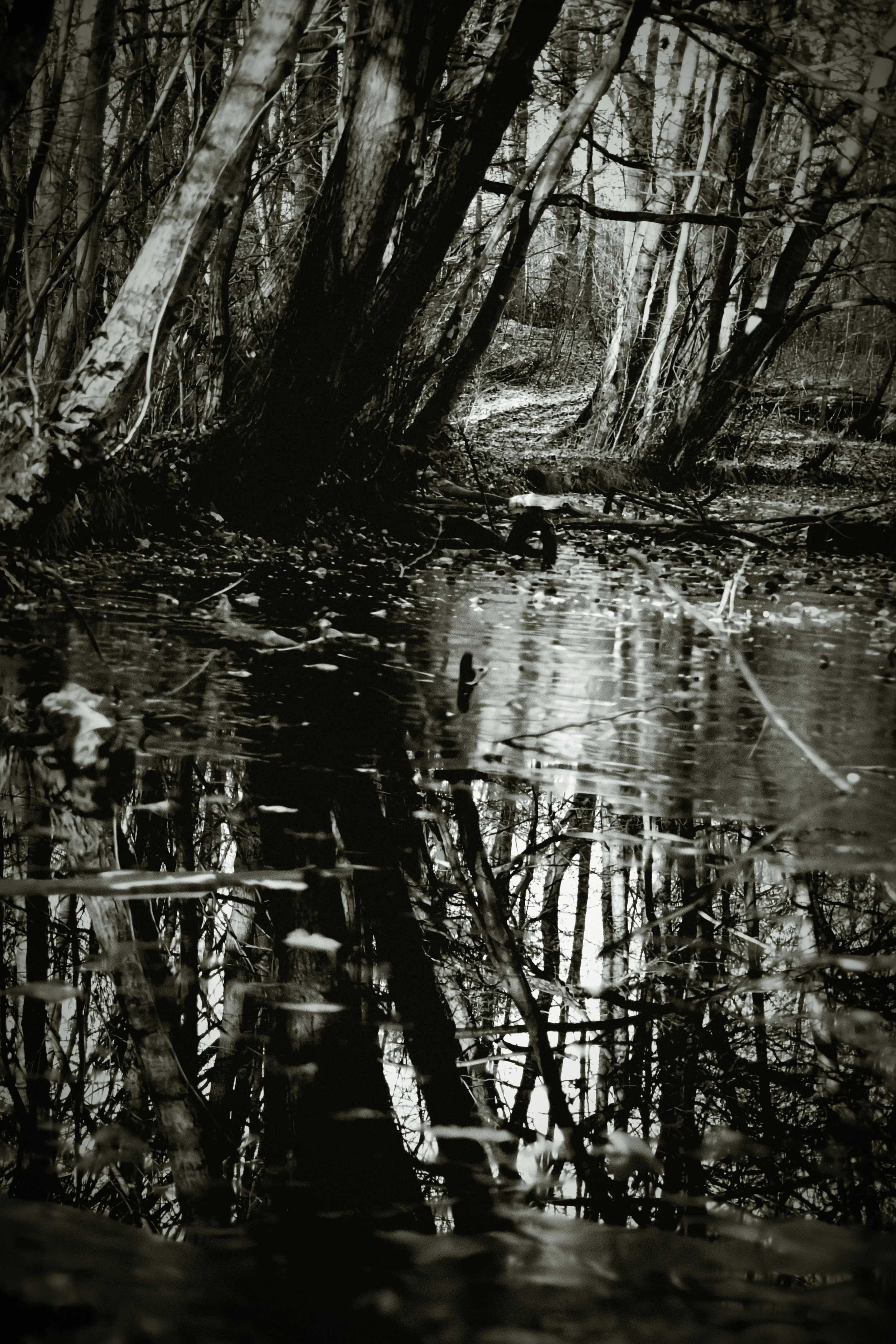 A black-and-white photograph of a wooded area with a muddy trail running through it. The scene includes numerous trees and branches, with reflections in a small body of water along the trail.