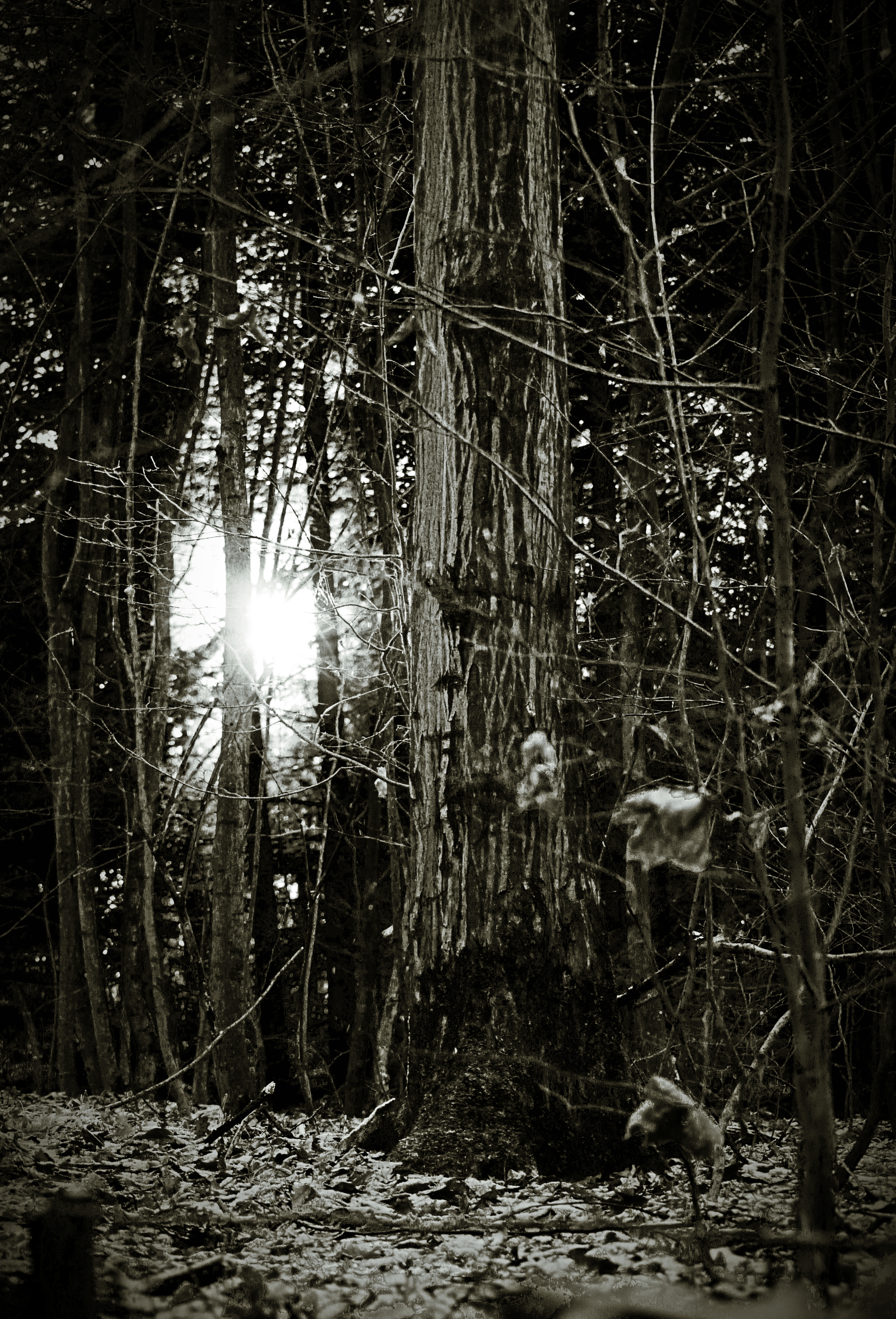 A snowy forest scene with a narrow trail leading through tall, leafless trees. The sunlight is peeking through the trees, creating patches of brightness on the snow-covered ground.