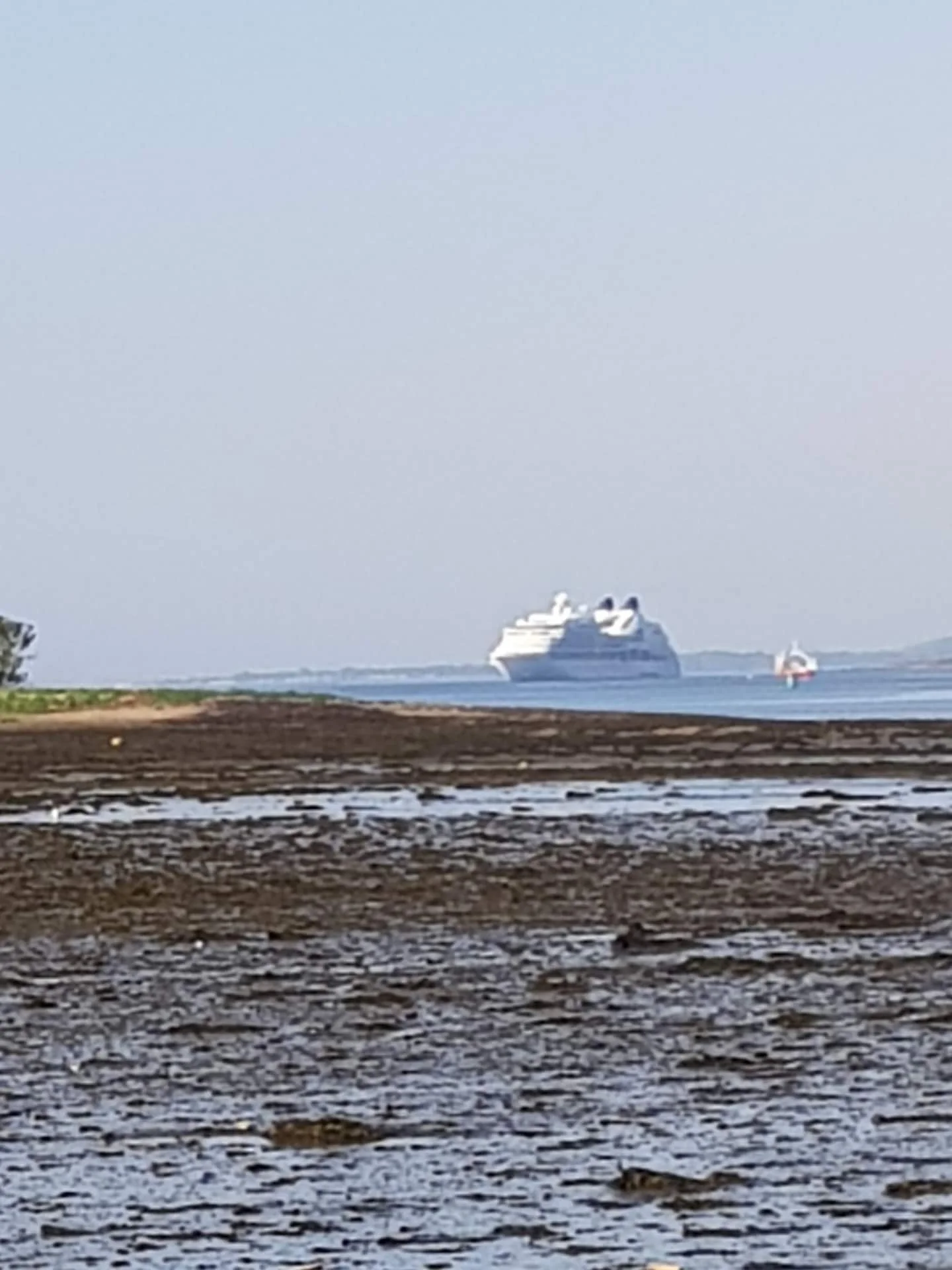 A cruise ship sailing in a harbor near a sandy, muddy shoreline with patches of water, under a clear sky.