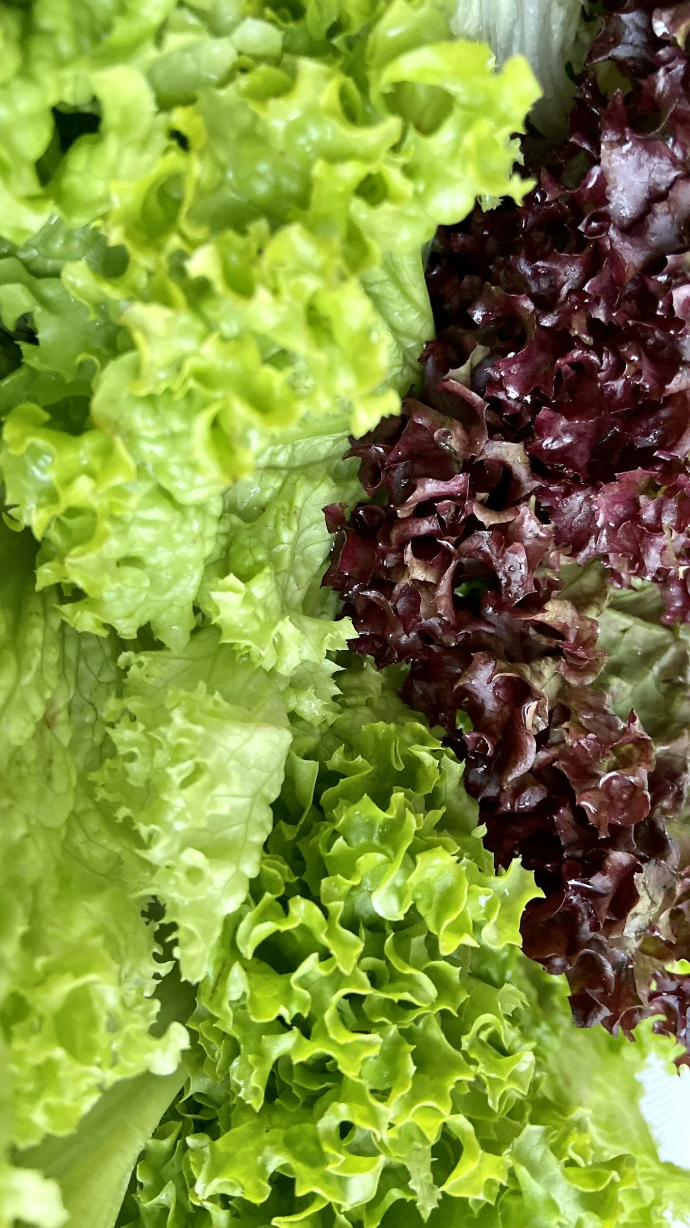 Close-up of green and red leaf lettuce.