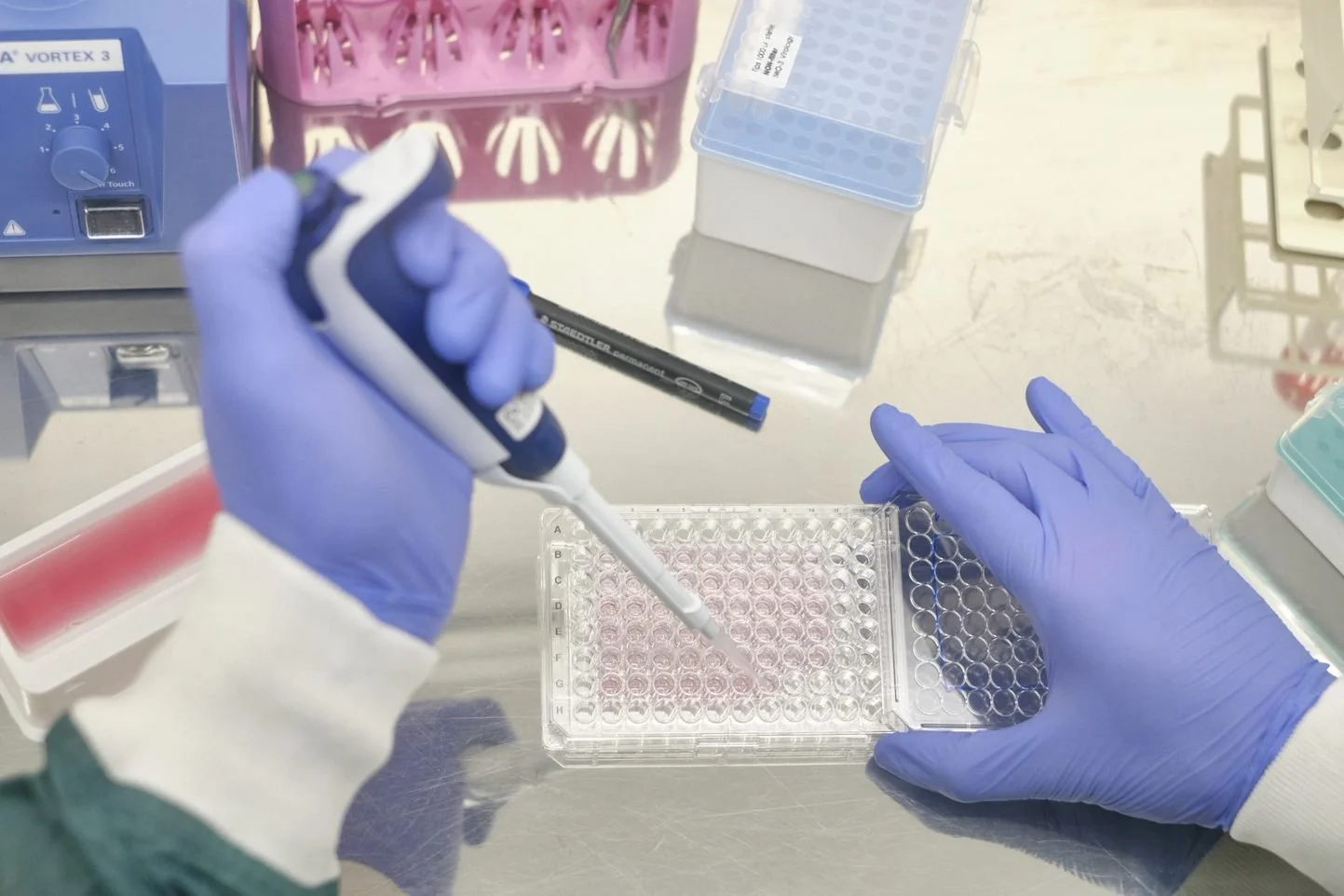 Organoids for antiviral testing