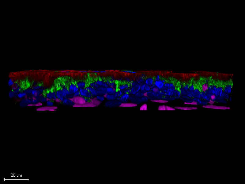 Using Organoids to Study Enterovirus D68