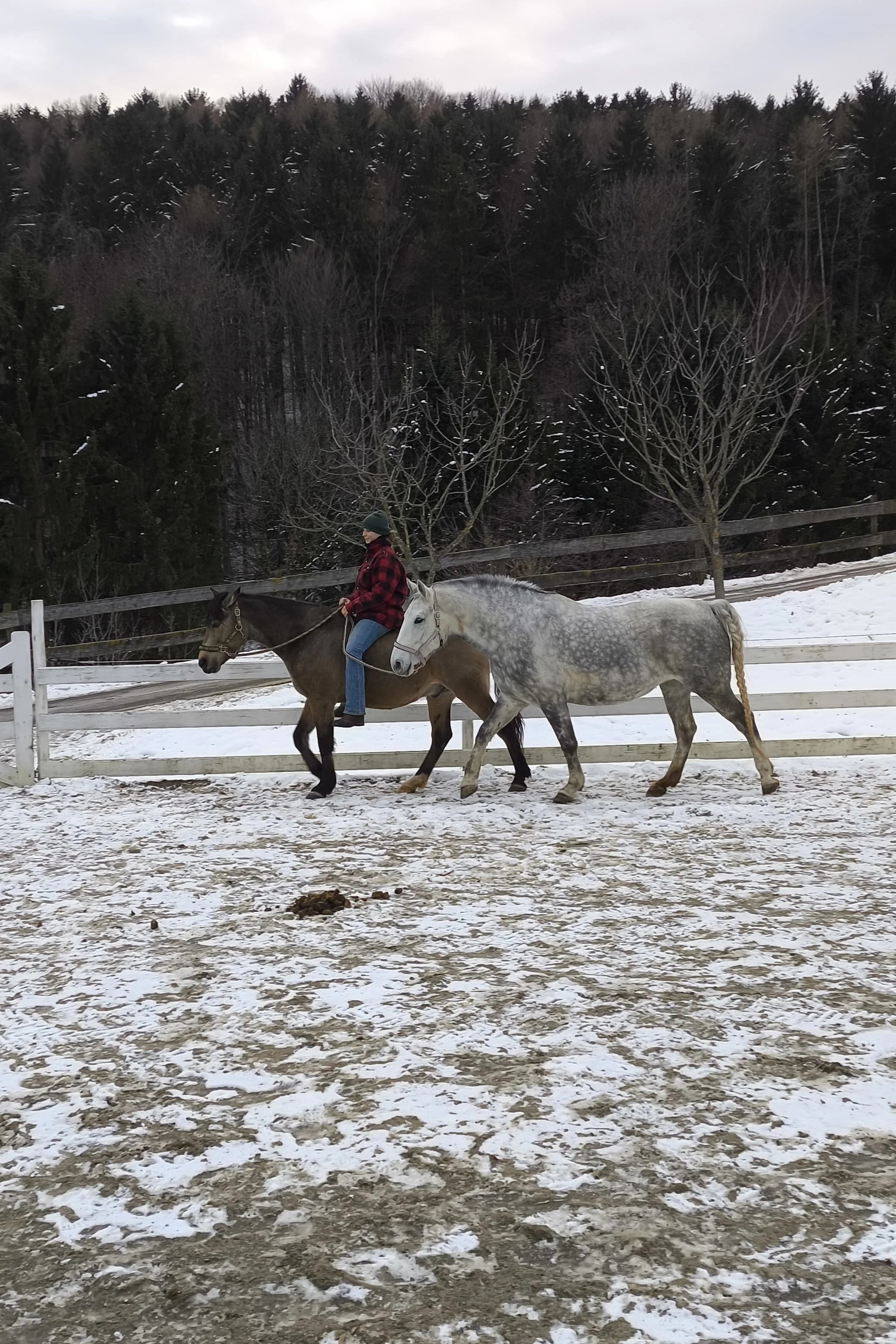 Eine Person reitet auf einem Pferd, während ein anderes Pferd daneben geht, auf einer schneebedeckten Reitbahn.