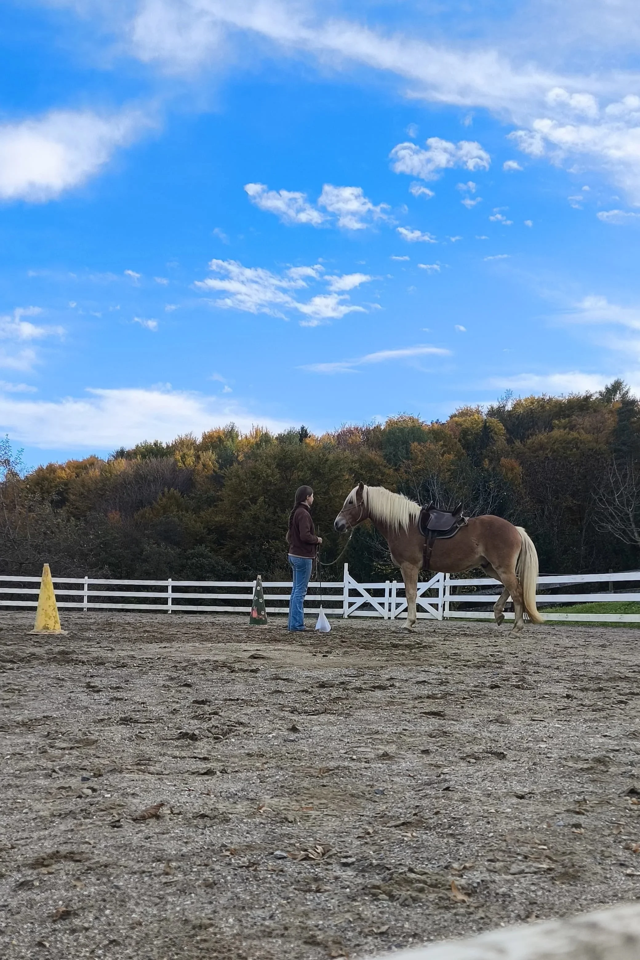 Eine Person trainiert ein Pferd, im Hintergrund Bäume mit Herbstlaub und ein blauer Himmel mit Wolken.